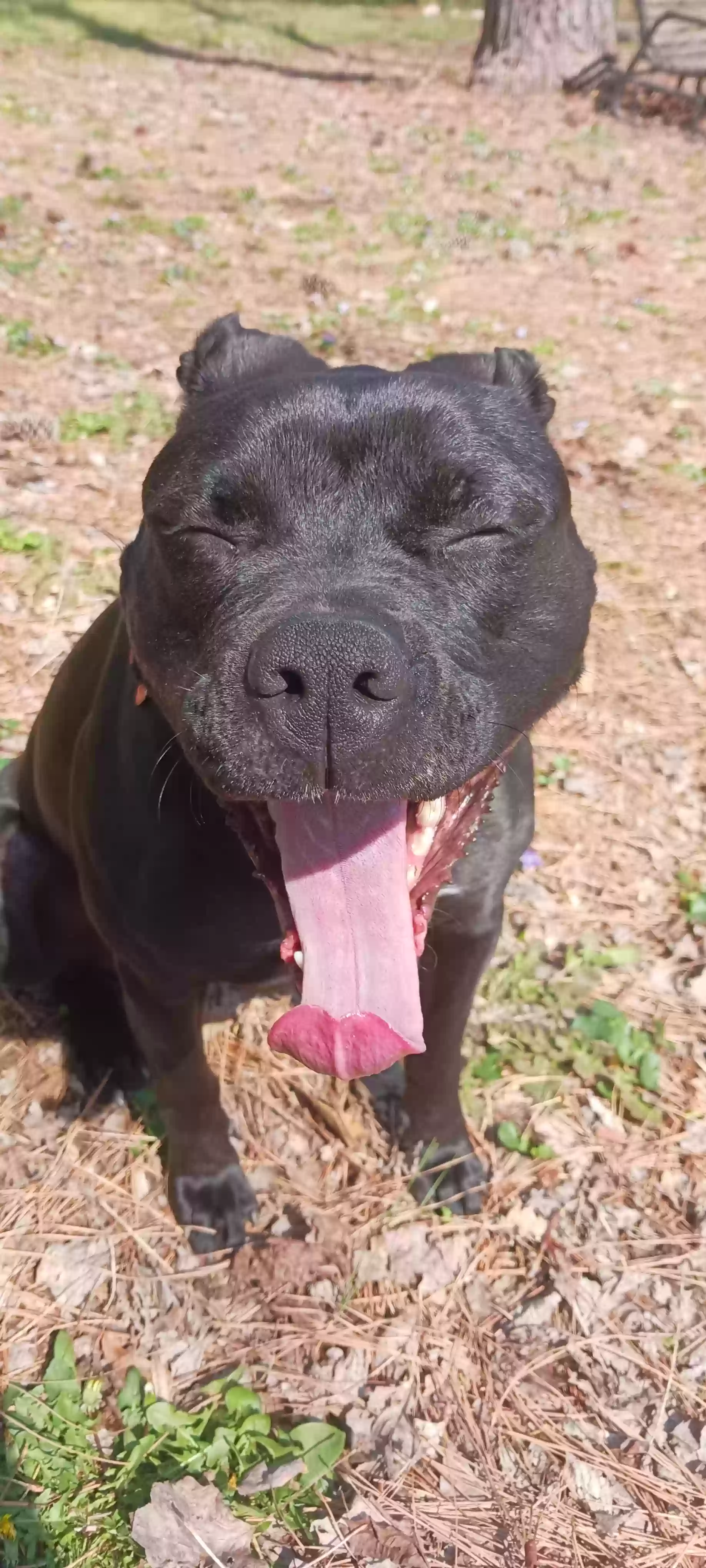adoptable Dog in Marietta,GA named Gracie