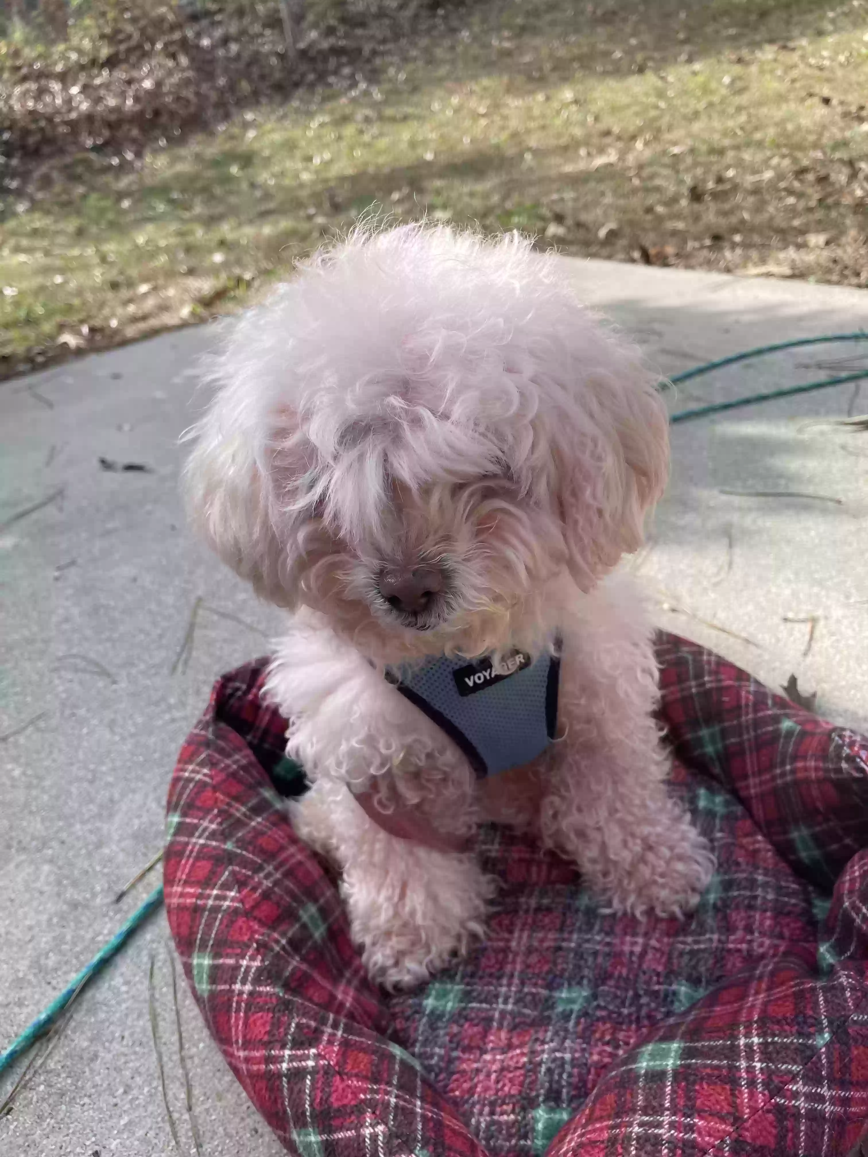 adoptable Dog in Atlanta,GA named Snow