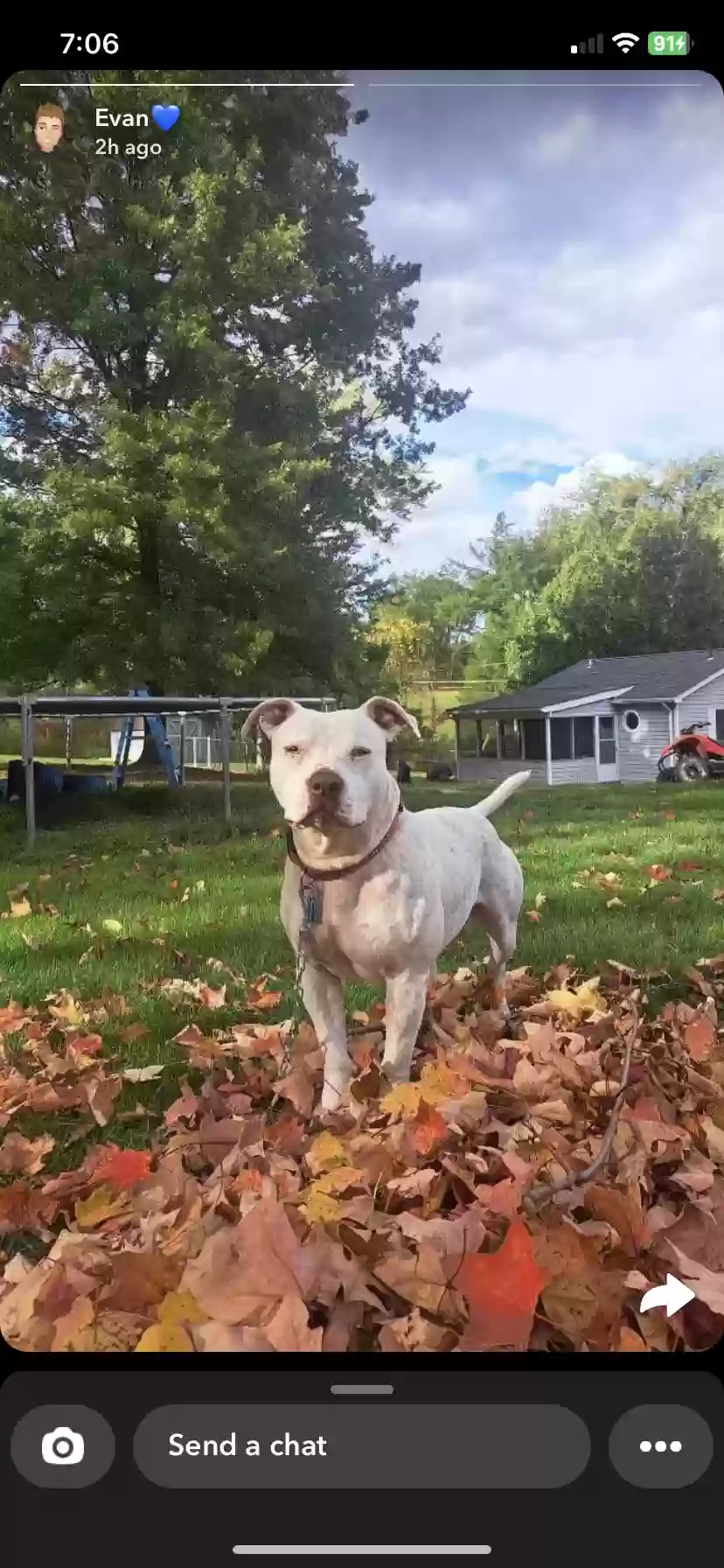 adoptable Dog in Finleyville,PA named Roscoe