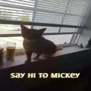 adoptable Cat in Lebanon, TN named Mickey