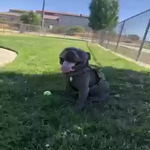 adoptable Dog in Sacramento, CA named Milo