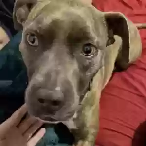 adoptable Dog in Crowley, LA named Kali