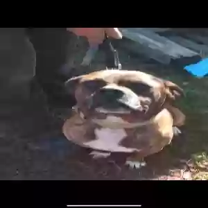 adoptable Dog in Tallahassee, FL named Duke