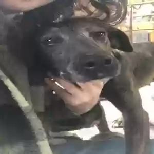 adoptable Dog in Staunton, VA named River