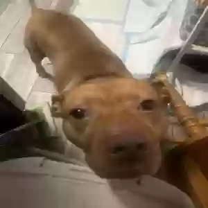 adoptable Dog in Trenton, NJ named Rocket