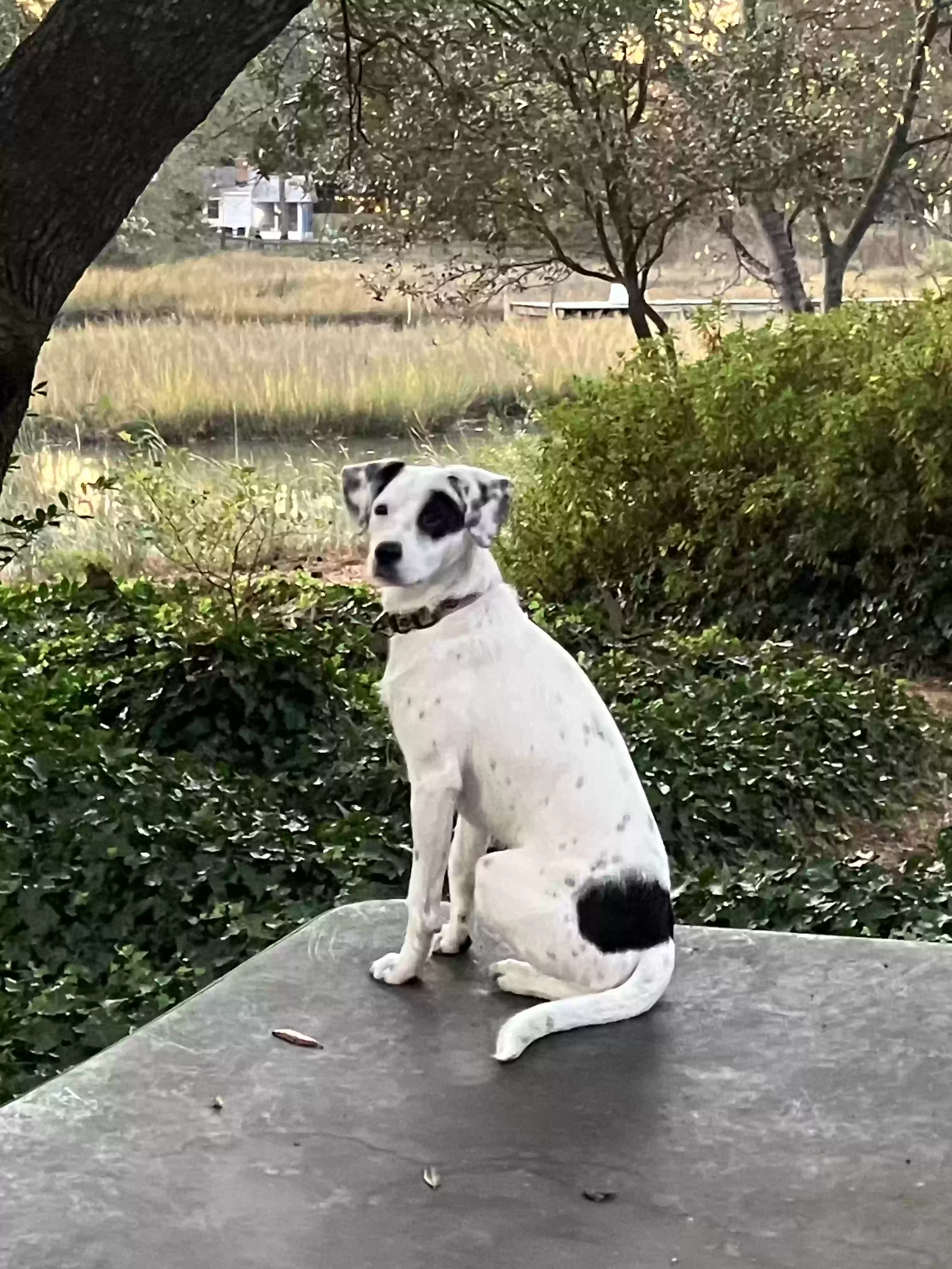 adoptable Dog in Norfolk,VA named Maisie