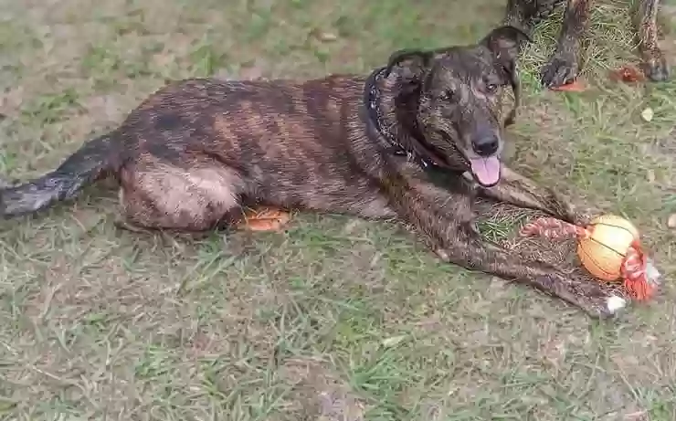 adoptable Dog in Astatula,FL named River