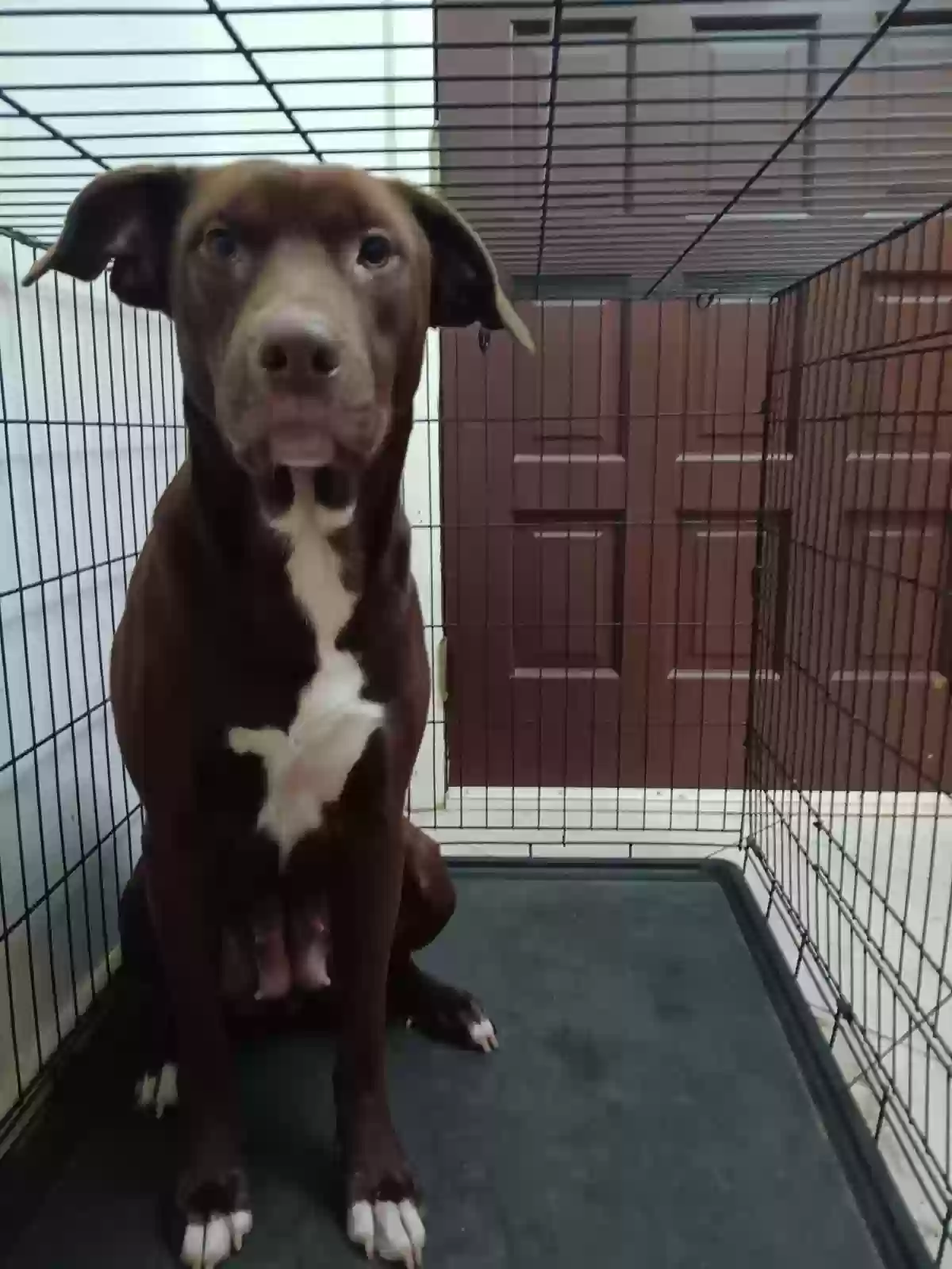 adoptable Dog in Fort Pierce,FL named Freya