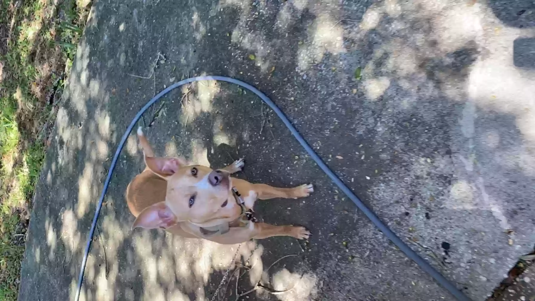 adoptable Dog in Jacksonville,FL named Peanut