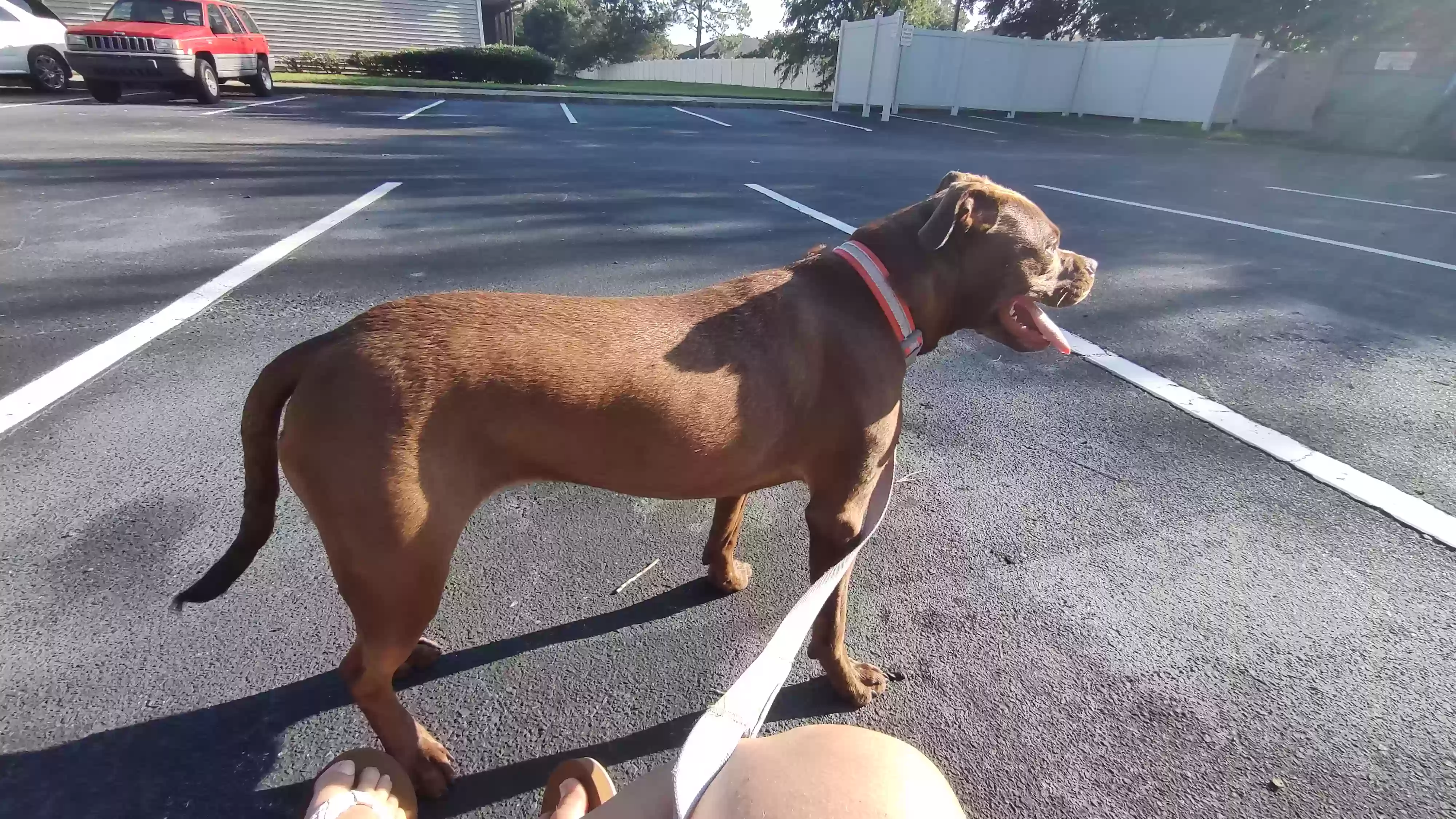 adoptable Dog in Jacksonville,FL named Juliet