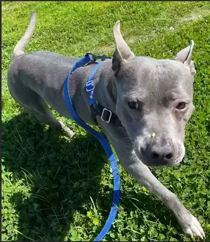 adoptable Dog in Burlington,TX named Iris