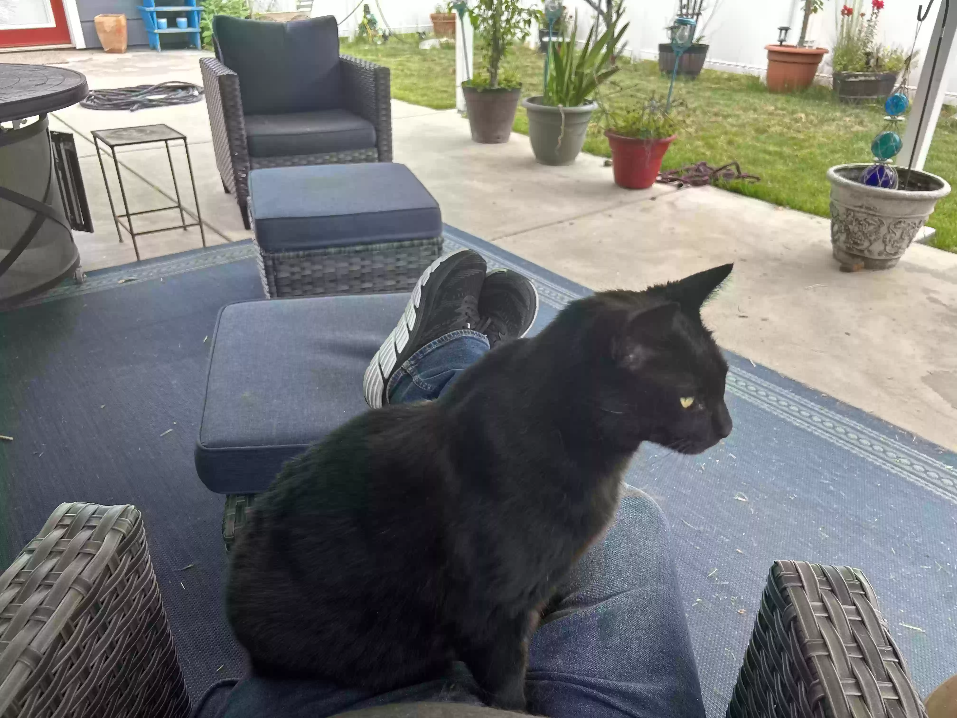 adoptable Cat in Coarsegold,CA named Black Cat