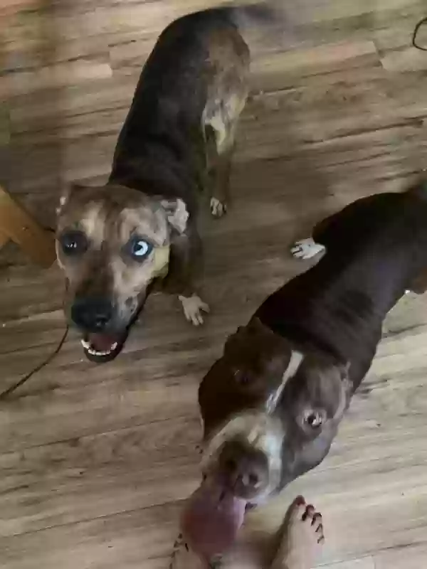 adoptable Dog in Zephyrhills,FL named Blue