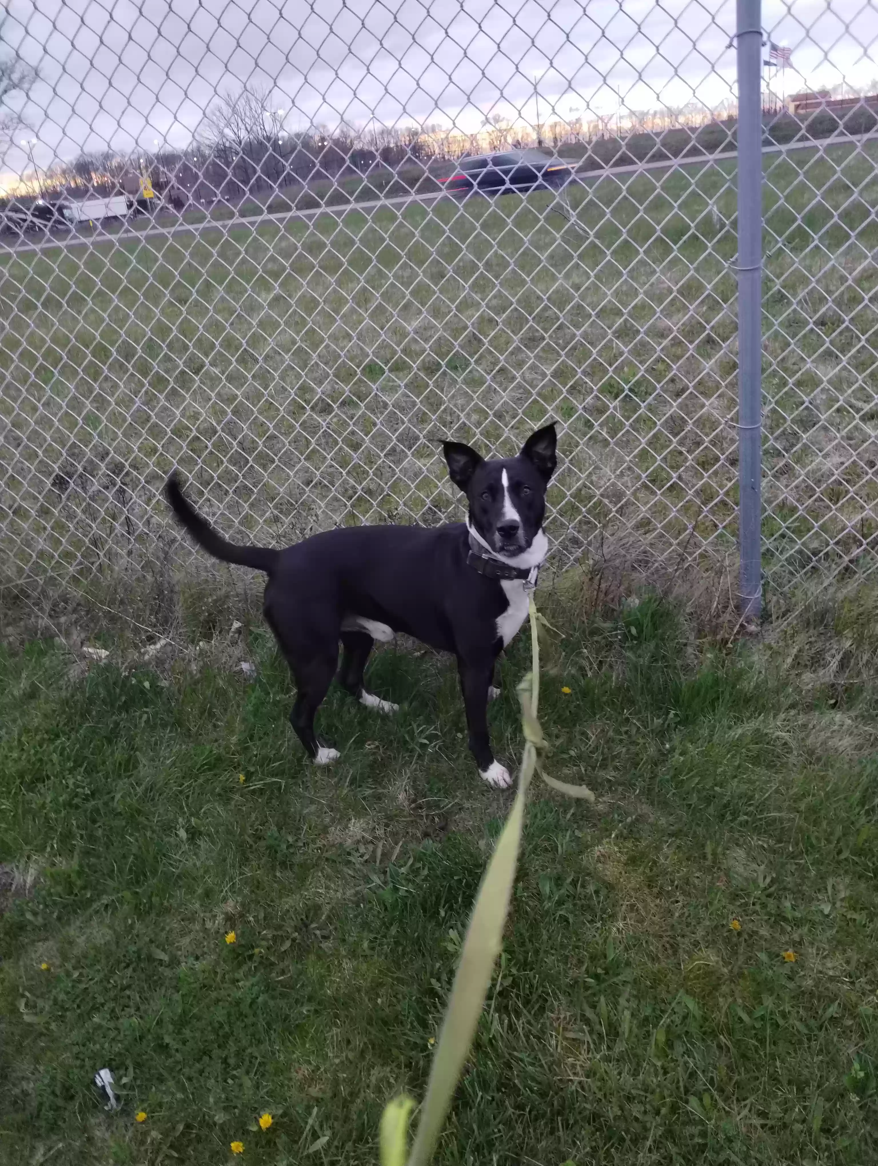 adoptable Dog in Portsmouth,NH named Duke