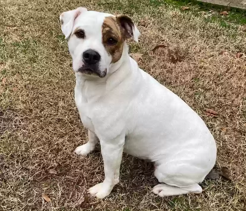 adoptable Dog in Greenbrier,AR named Scout