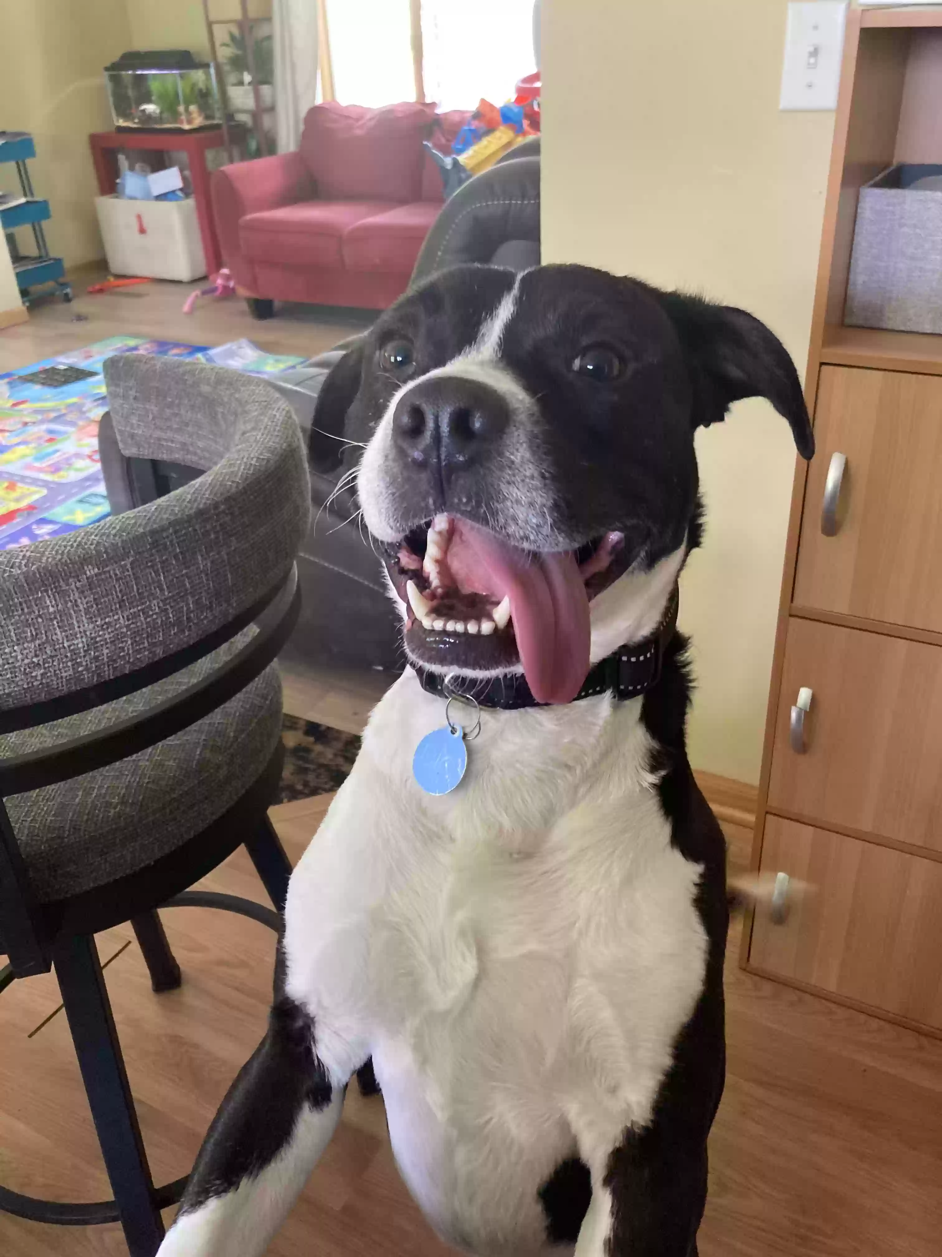 adoptable Dog in Mound,MN named Dio