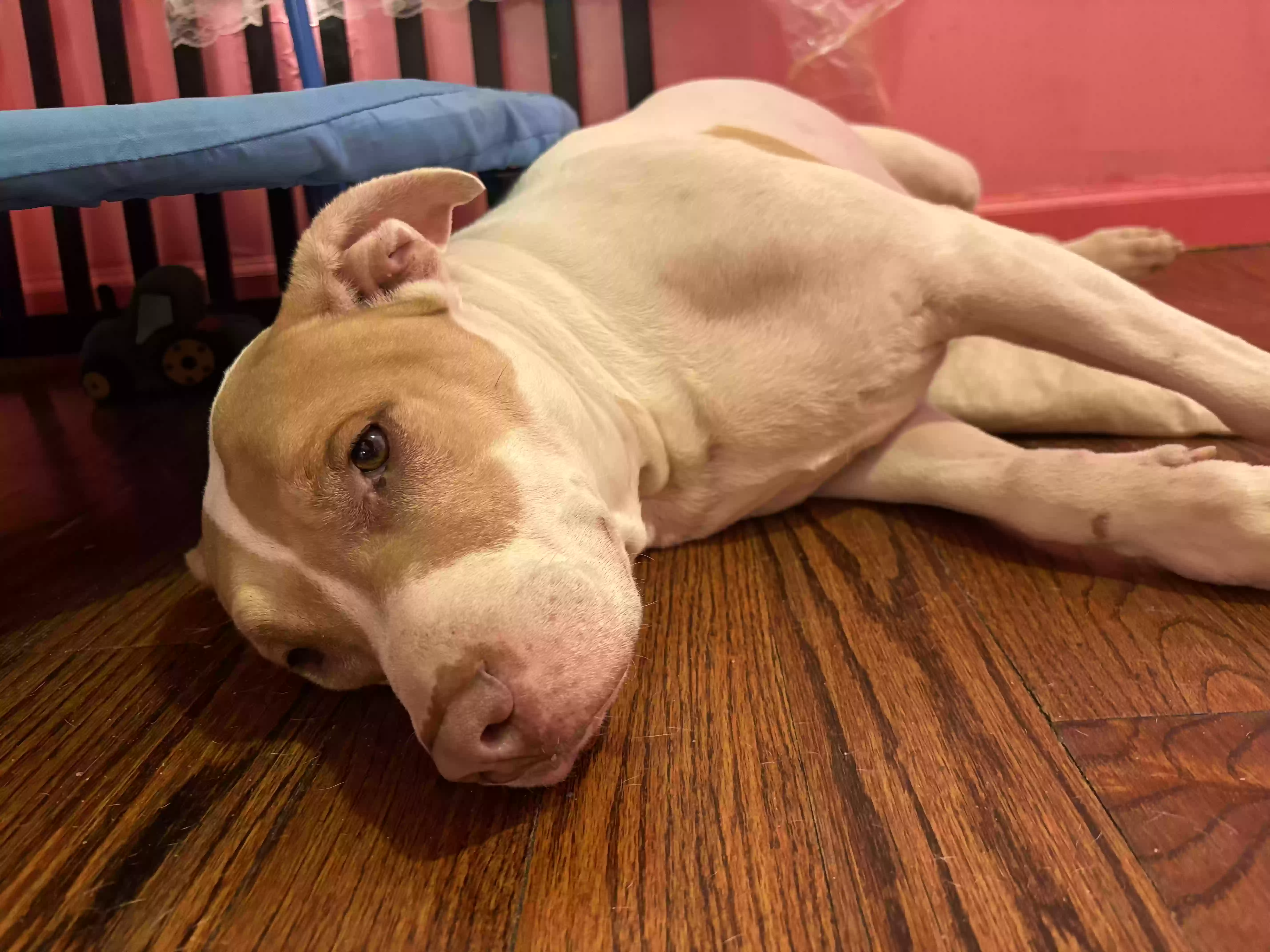 adoptable Dog in Queens Village,NY named Trouble/fatgirl/trumbalina
