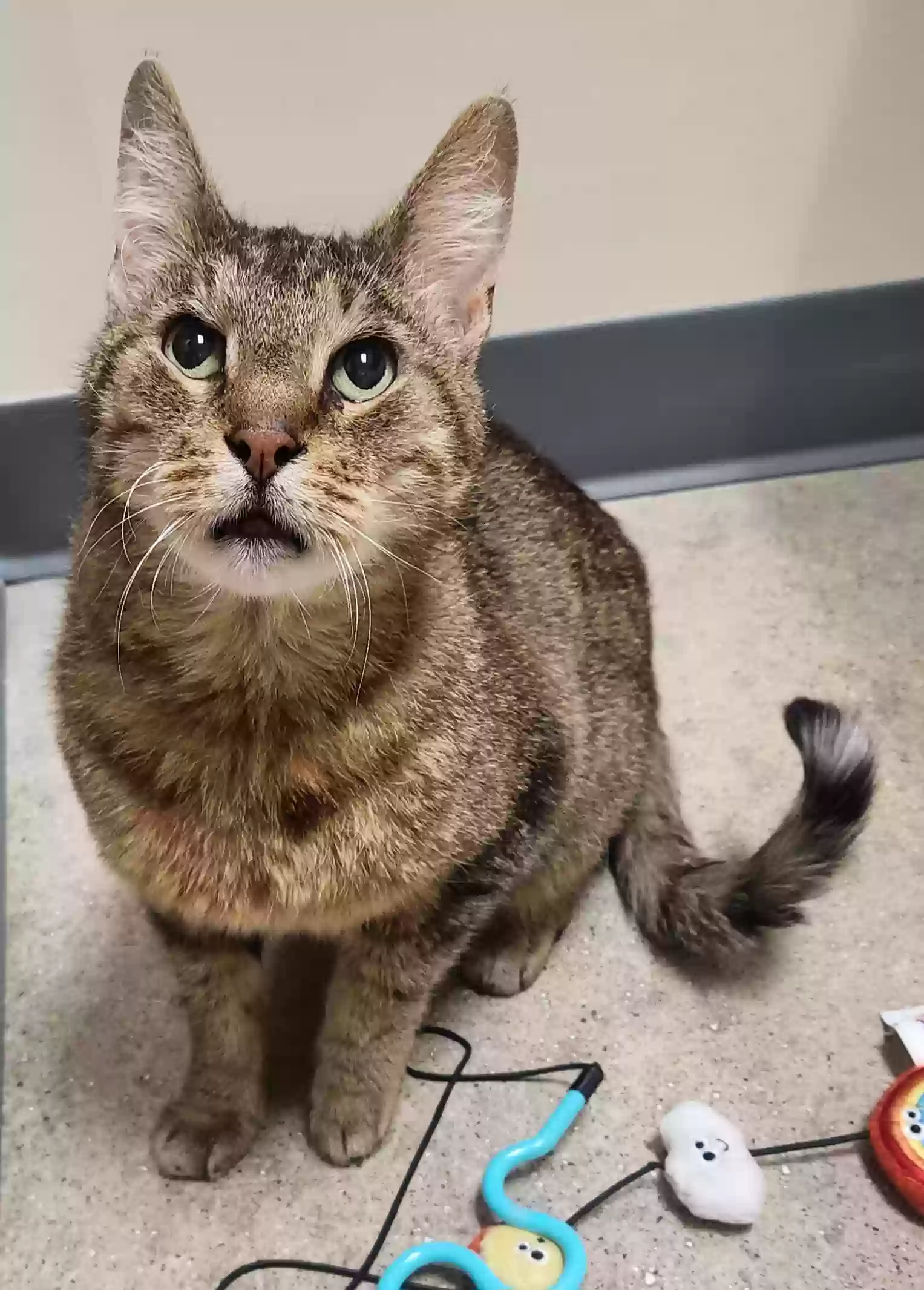 adoptable Cat in Chicago,IL named Lucky