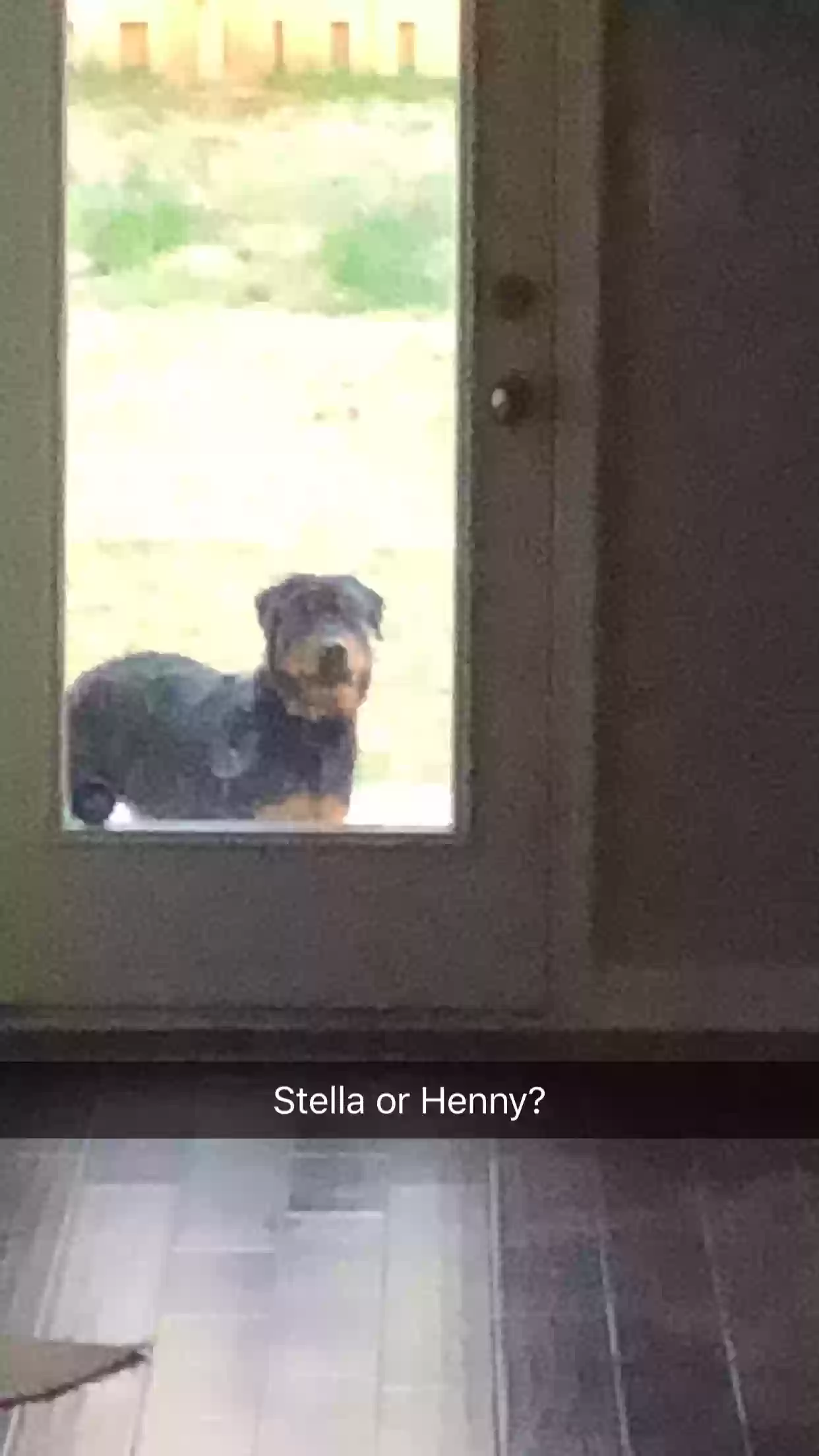 adoptable Dog in Mcdonough,GA named Henny