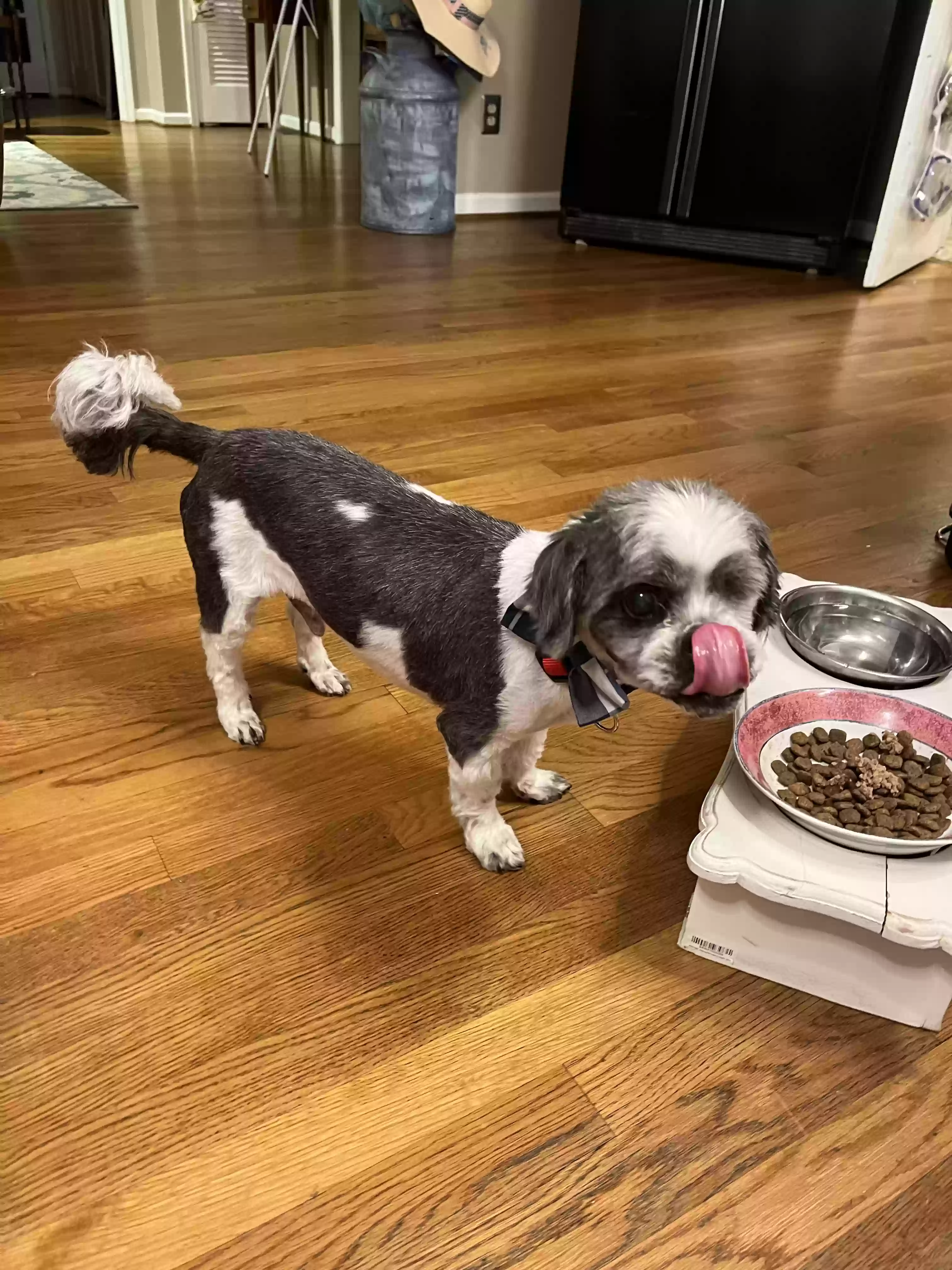 adoptable Dog in Atlanta,GA named Lucky