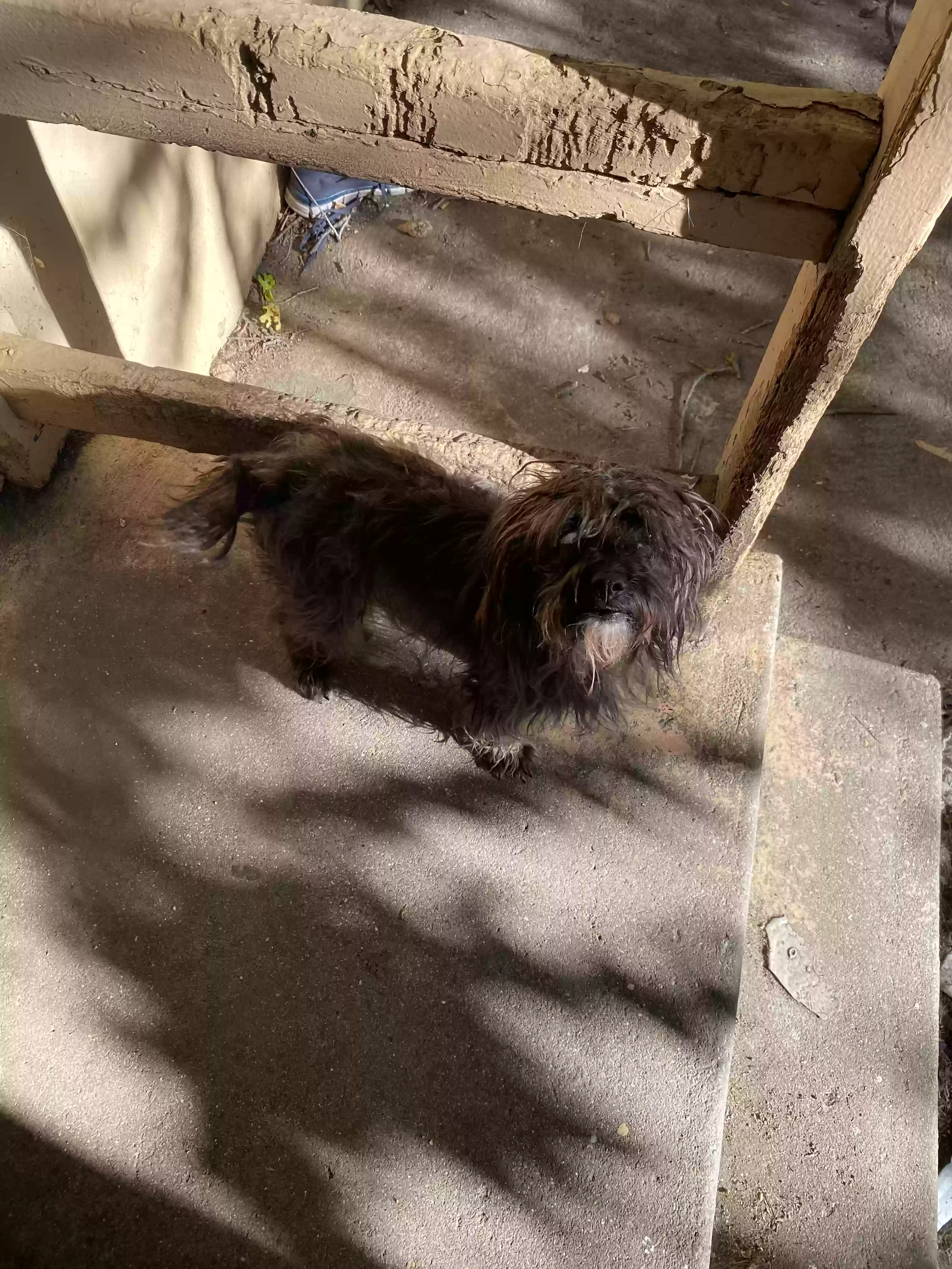 adoptable Dog in Stockton,CA named Coco