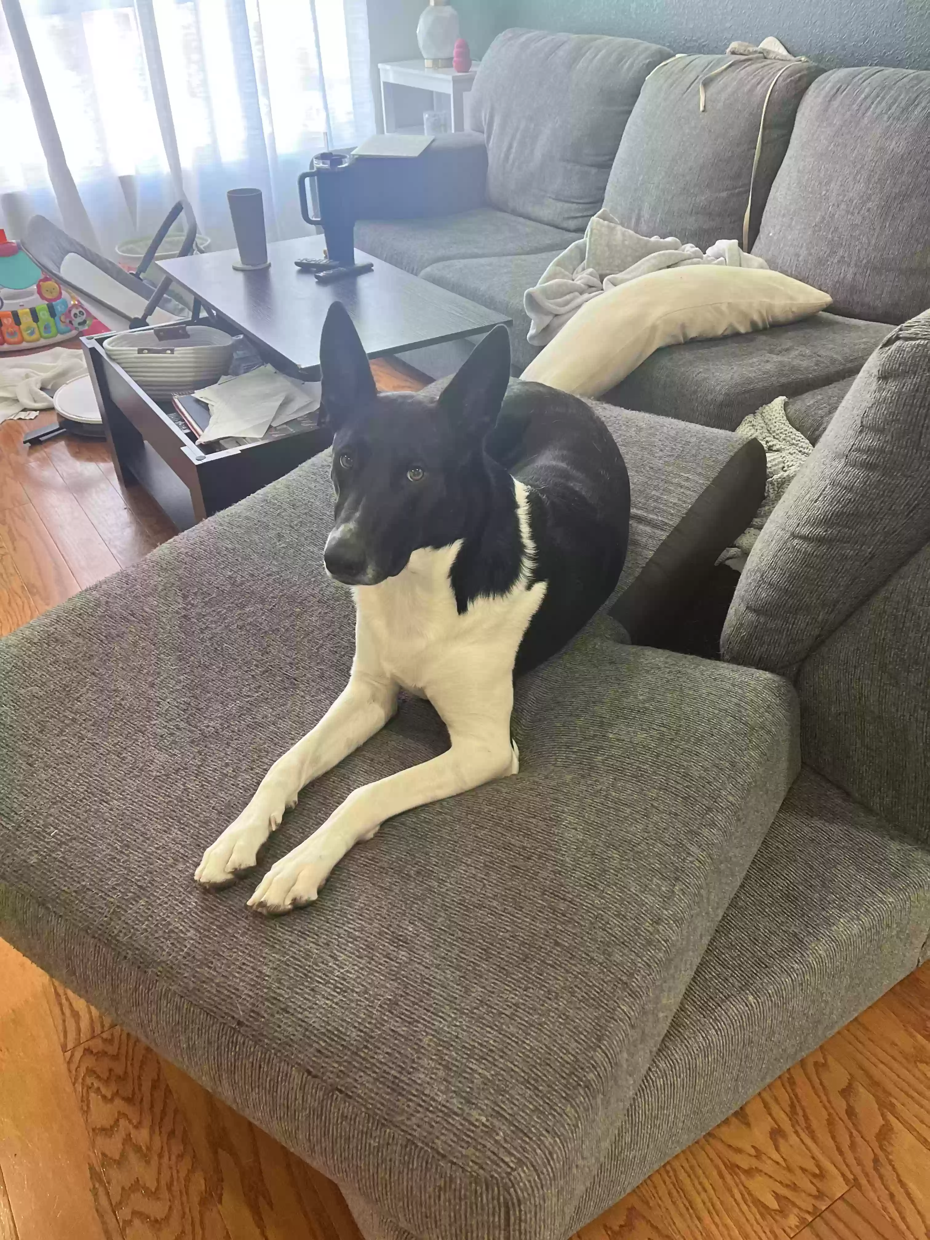 adoptable Dog in Tucson,AZ named Loki
