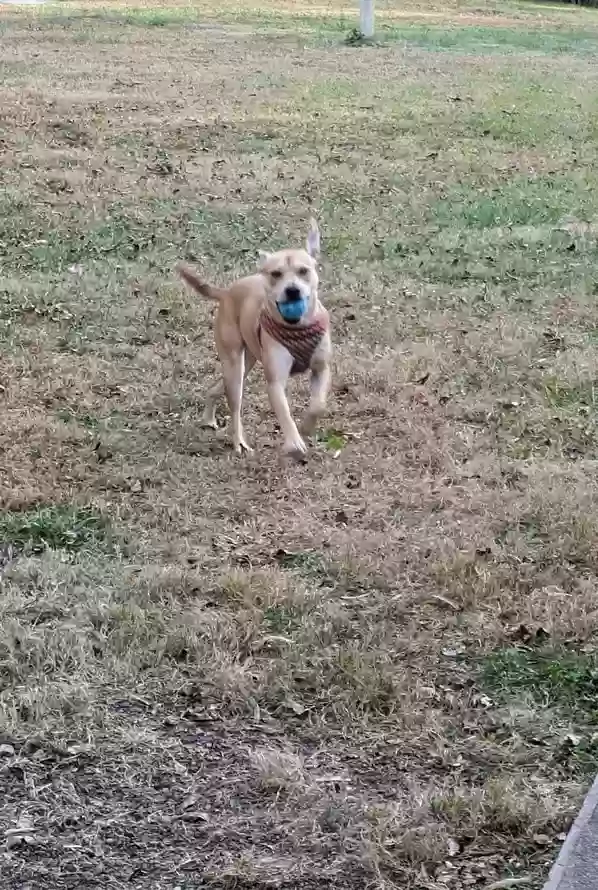 adoptable Dog in Cary,NC named Pumpkin