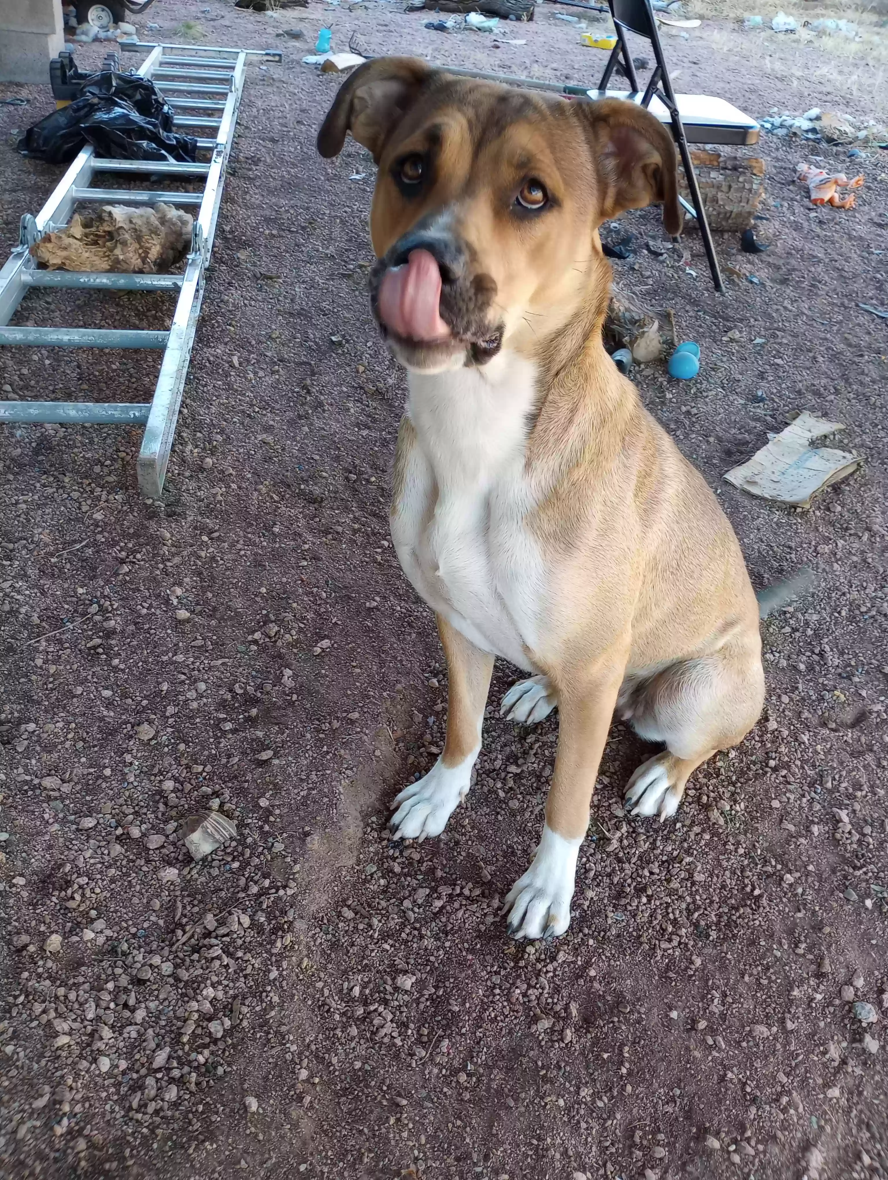 adoptable Dog in Payson,AZ named Lilly