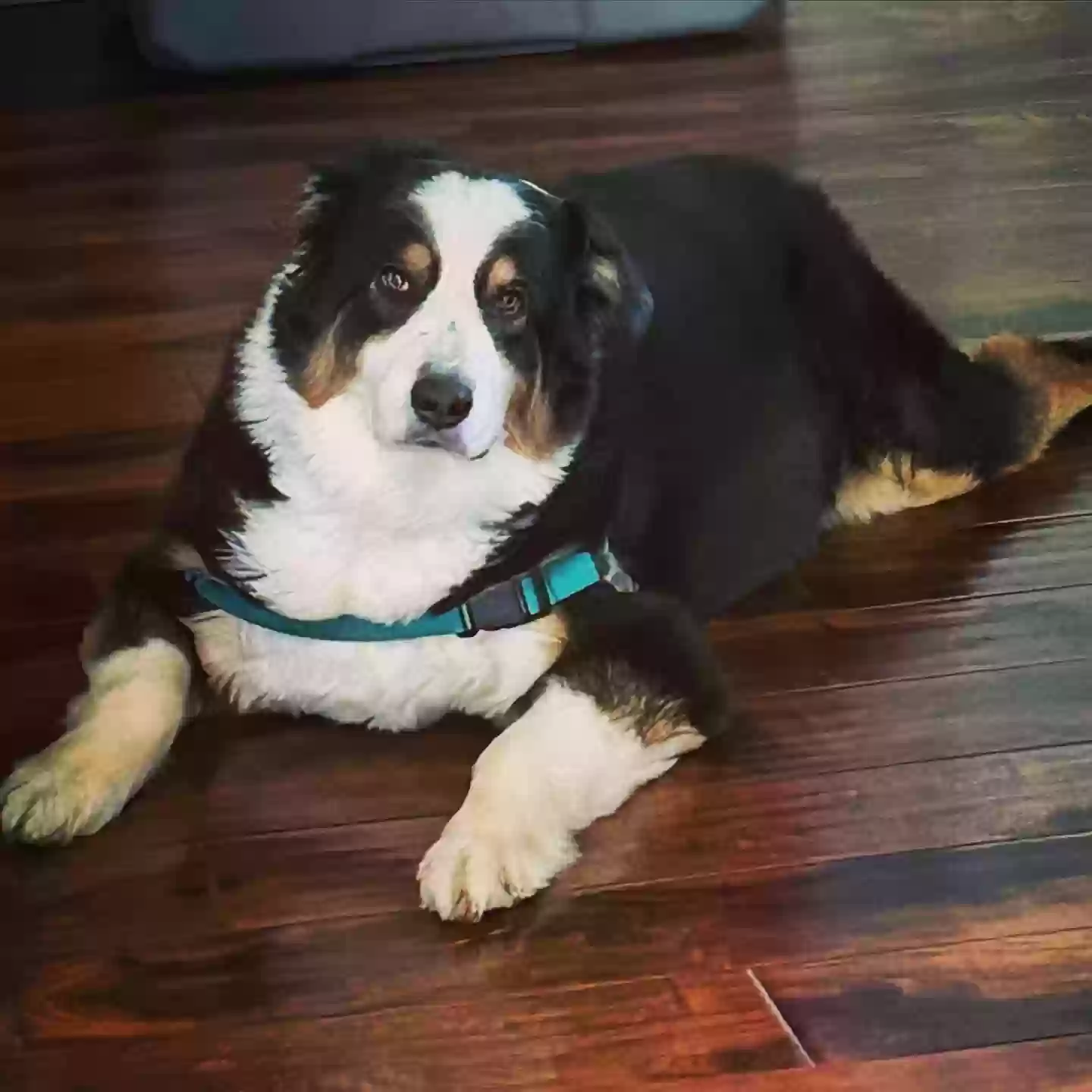 adoptable Dog in Marysville,WA named Duke