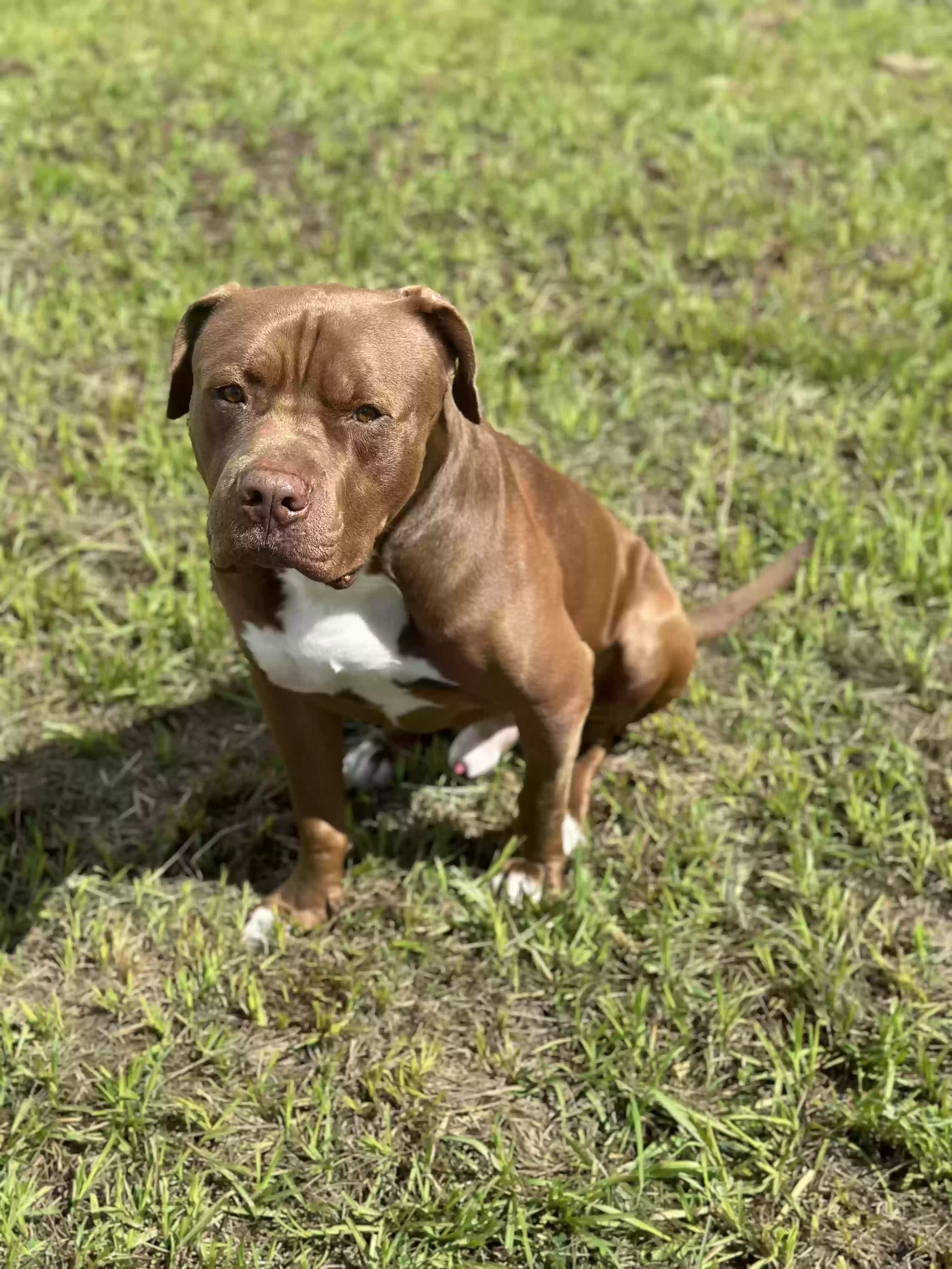 adoptable Dog in Zephyrhills,FL named Duke