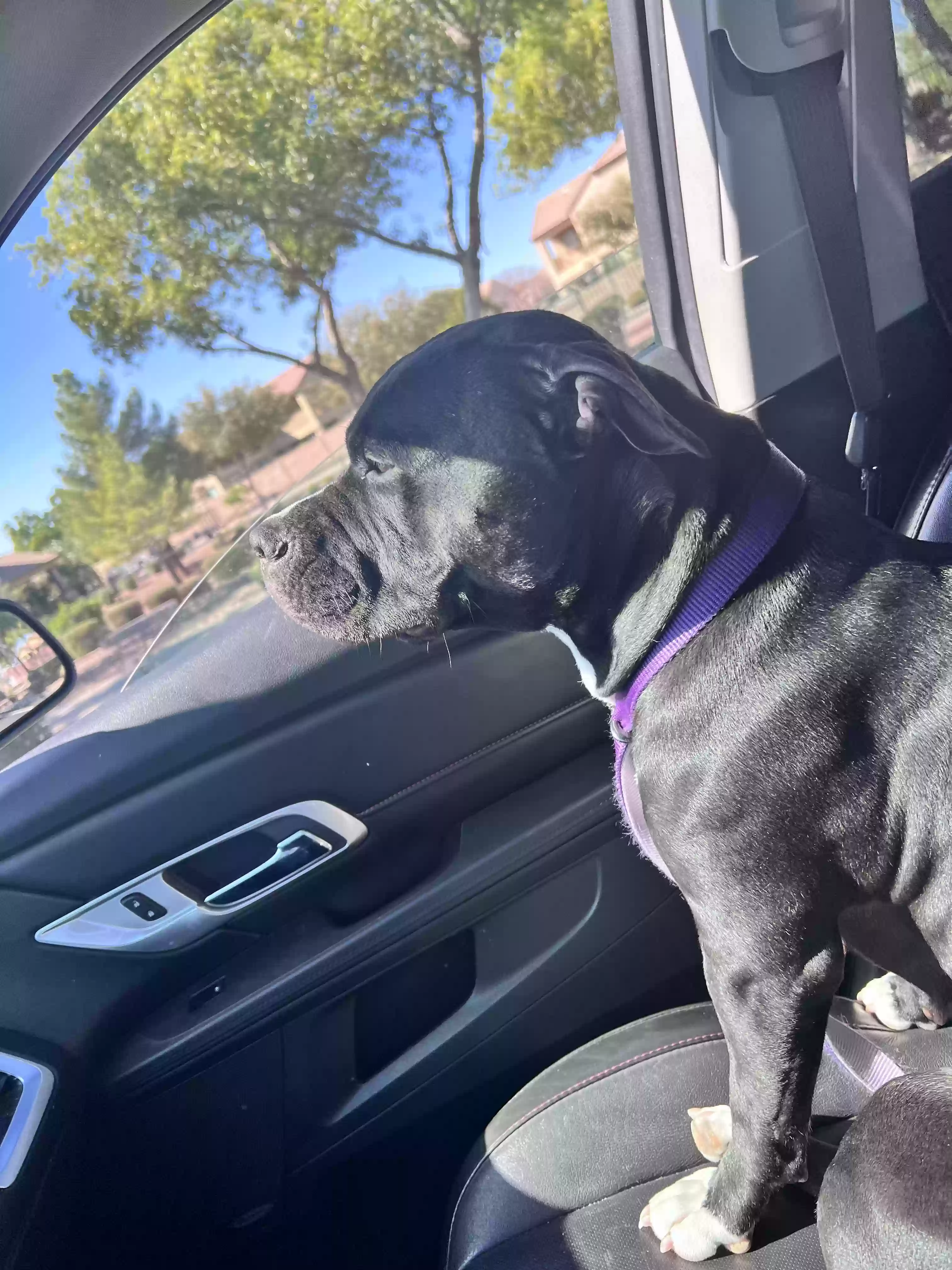 adoptable Dog in Gilbert,AZ named 
