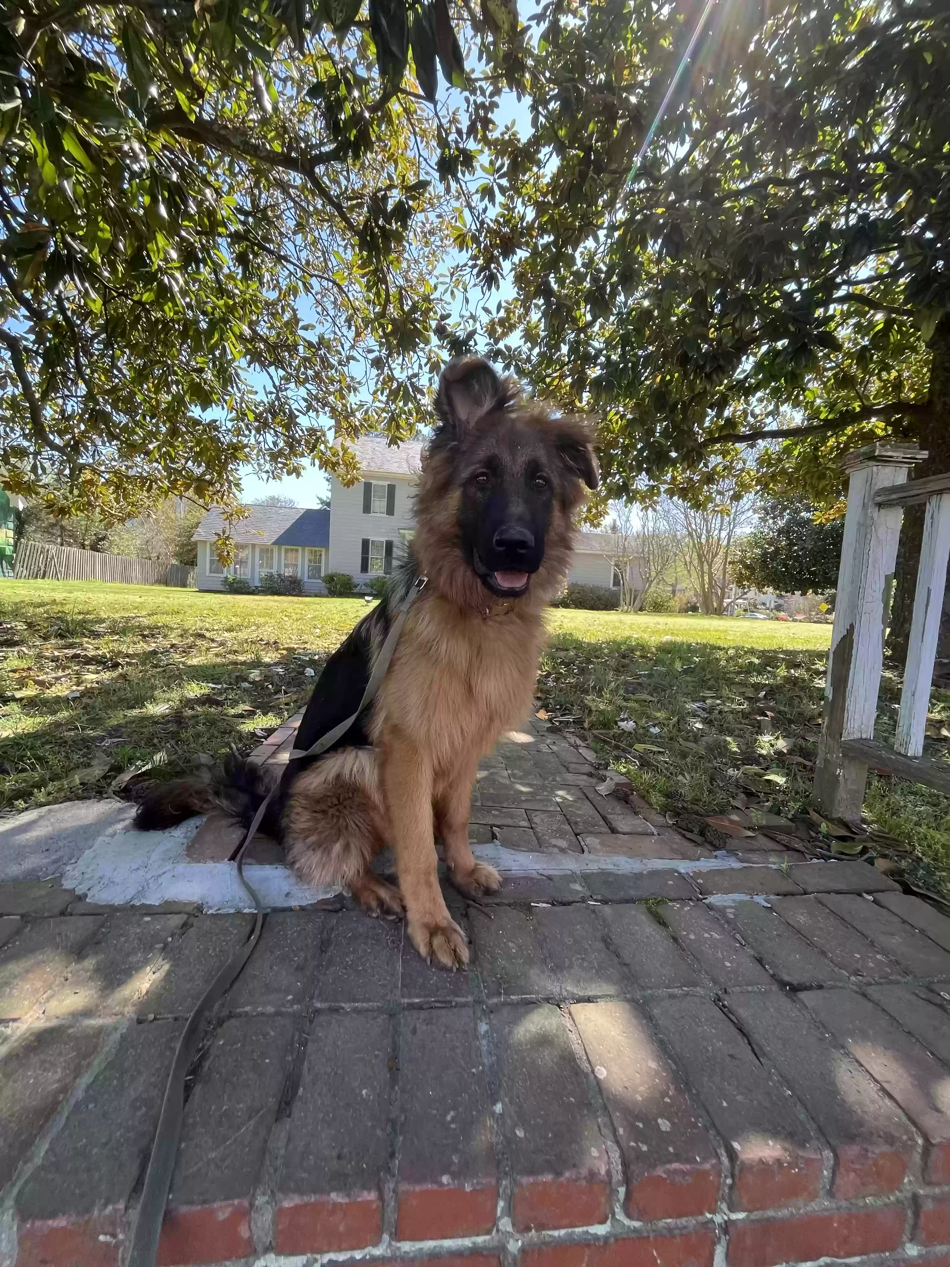 adoptable Dog in Norfolk,VA named Sellen