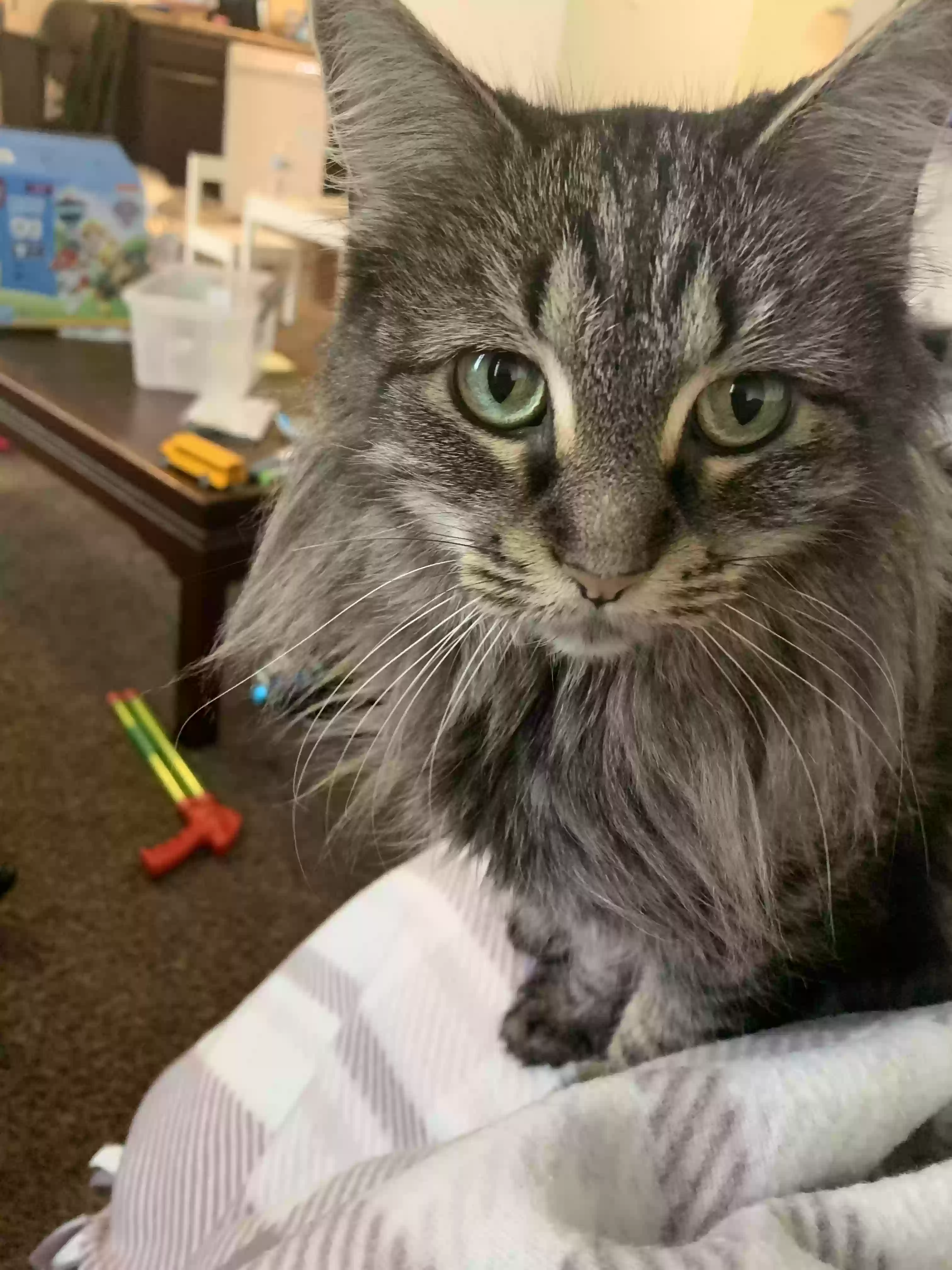 adoptable Cat in Westville,IN named Sasha