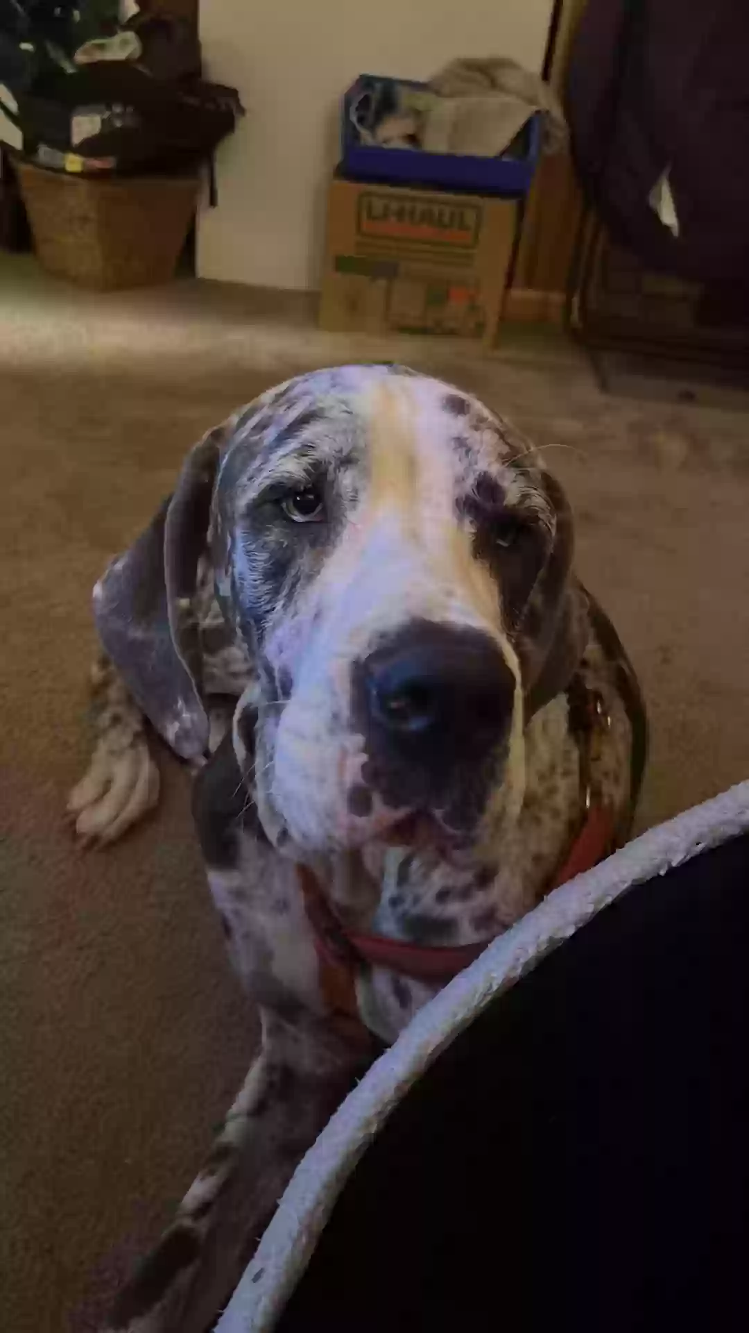 adoptable Dog in Byron,GA named Hazel