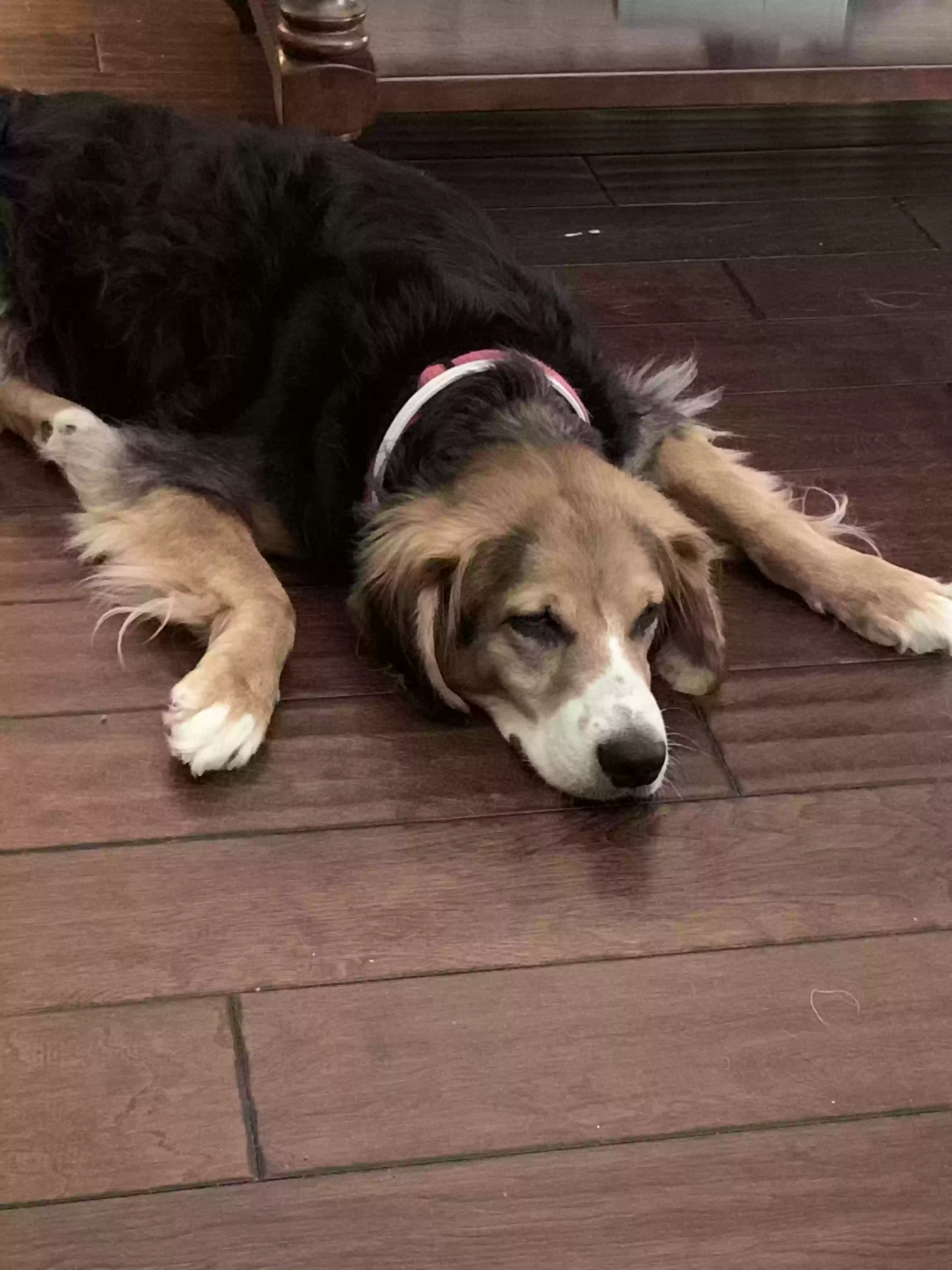adoptable Dog in Ray City,GA named Toby