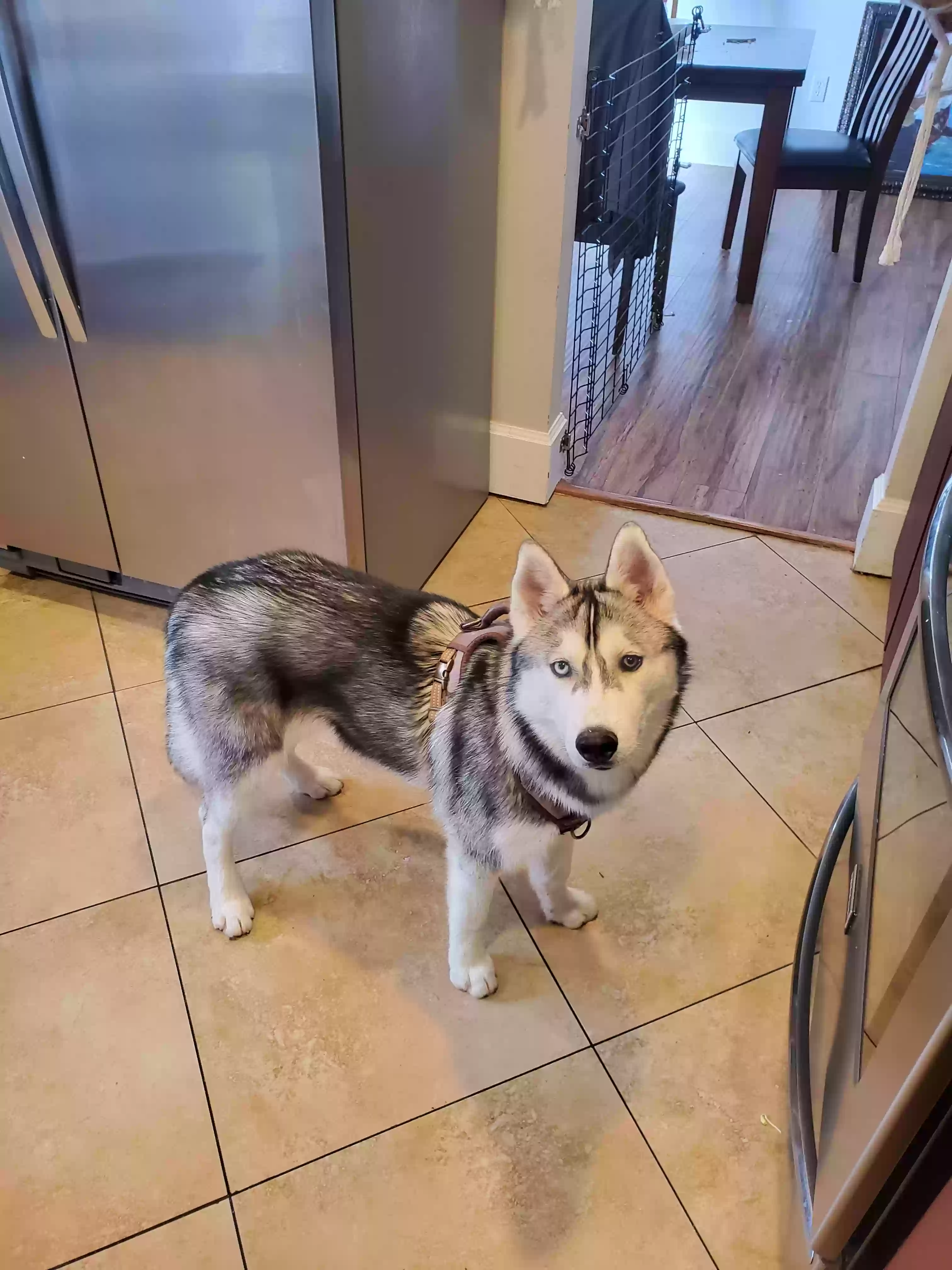adoptable Dog in Prescott,AZ named Loki