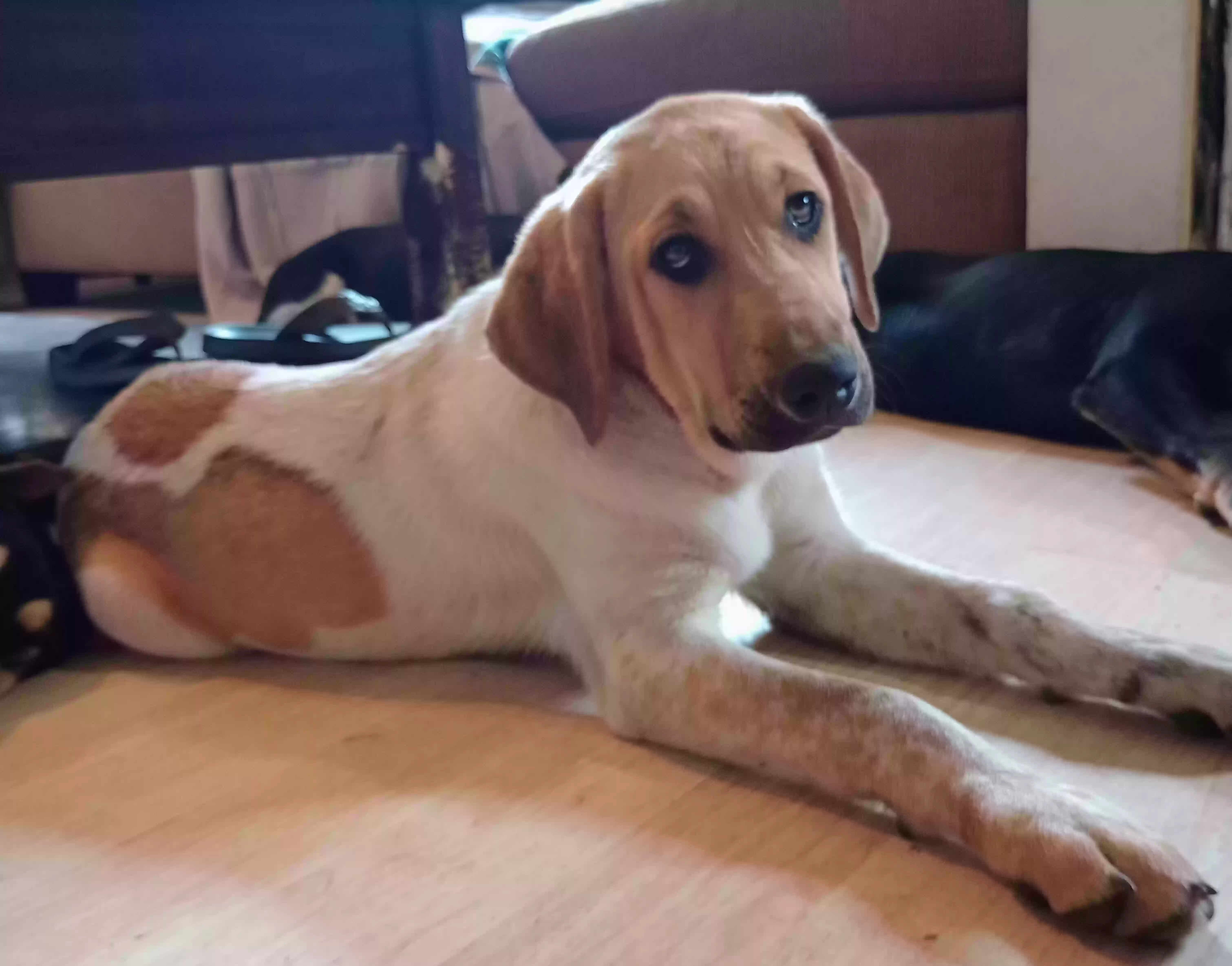 adoptable Dog in Mount Vernon,MO named Dolly