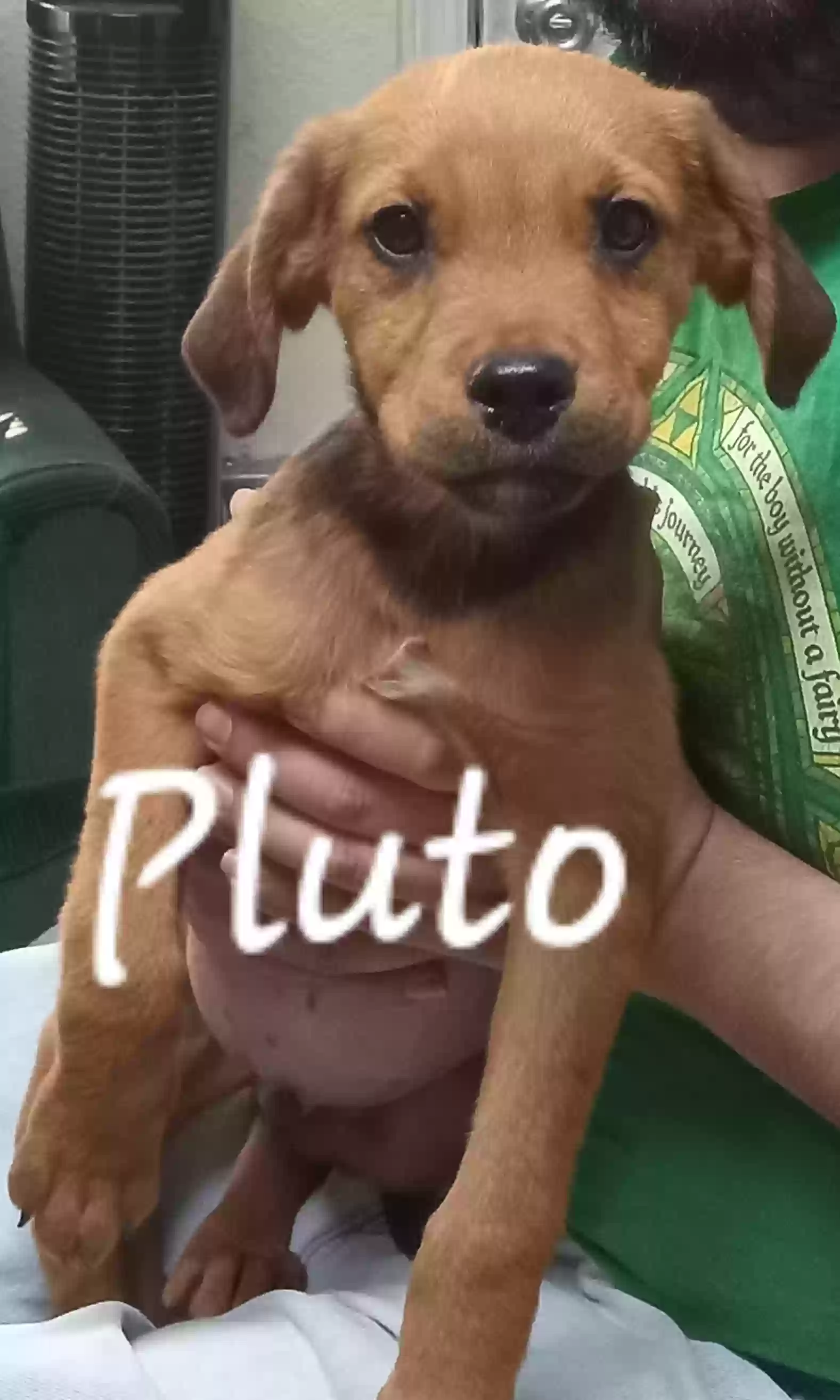 adoptable Dog in Plant City,FL named Pluto