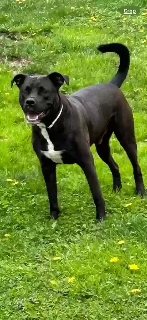 adoptable Dog in Warren,MI named Rufus