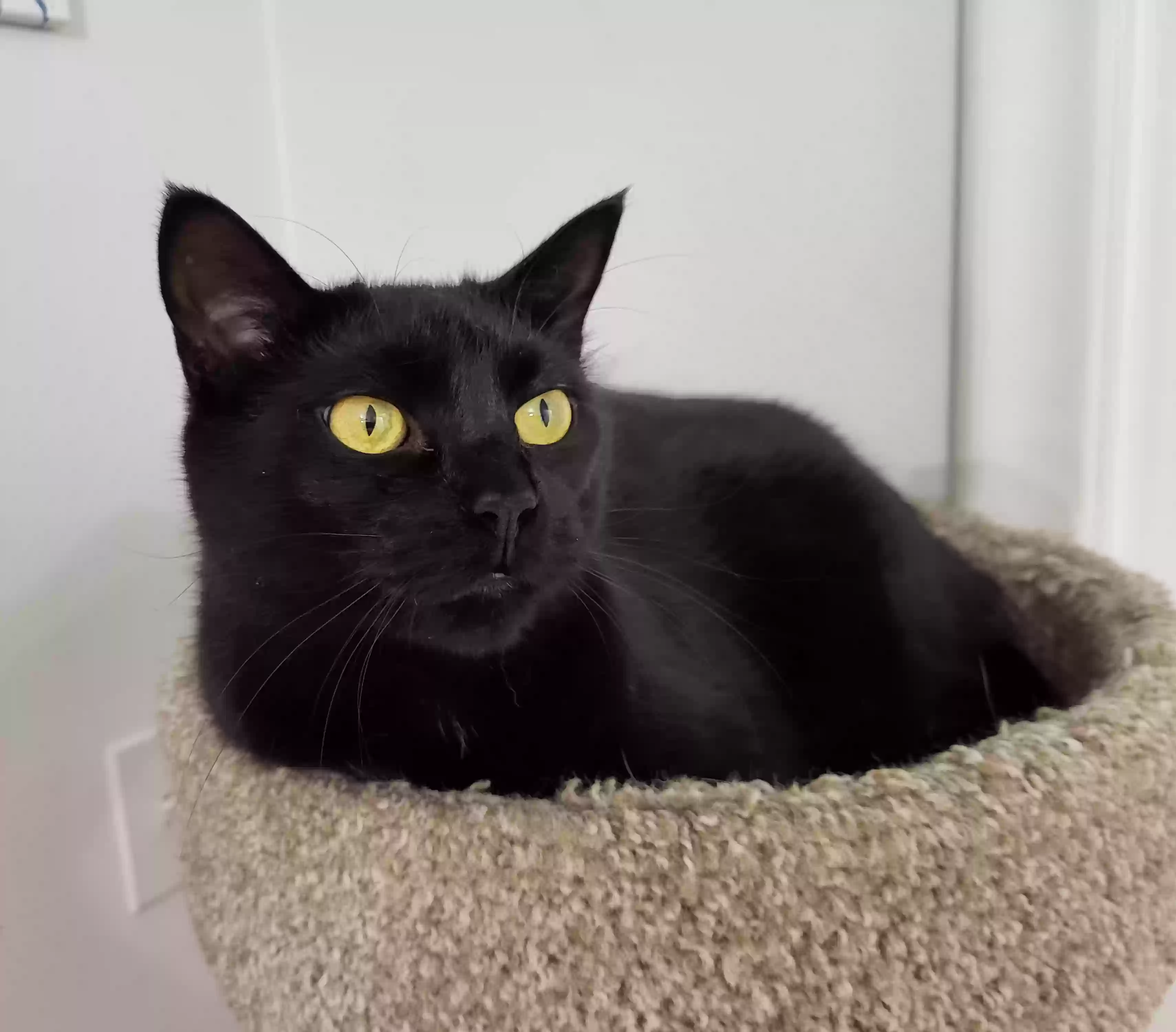 adoptable Cat in Waterford,MI named Toothless