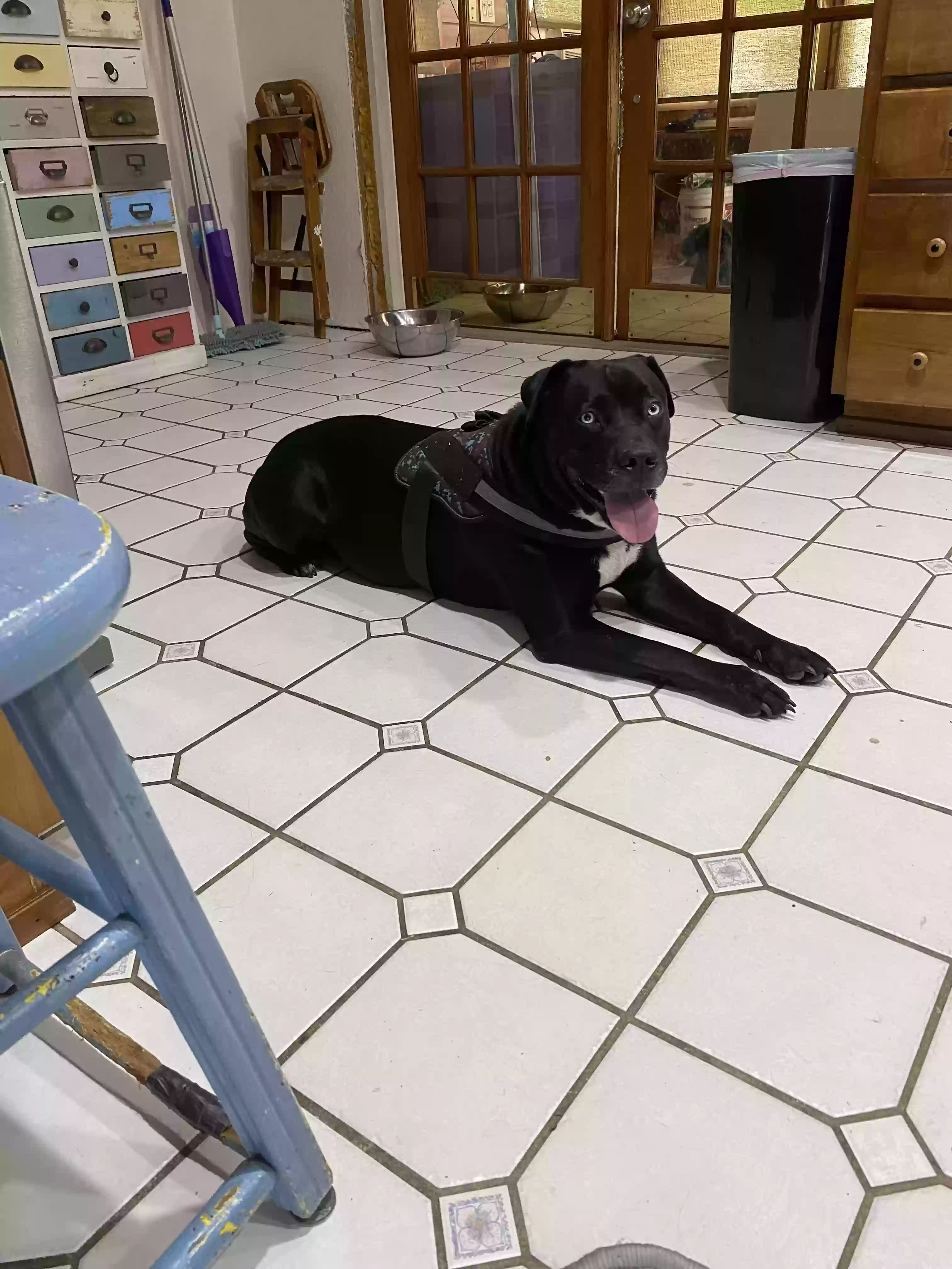 adoptable Dog in Zephyrhills,FL named Luna