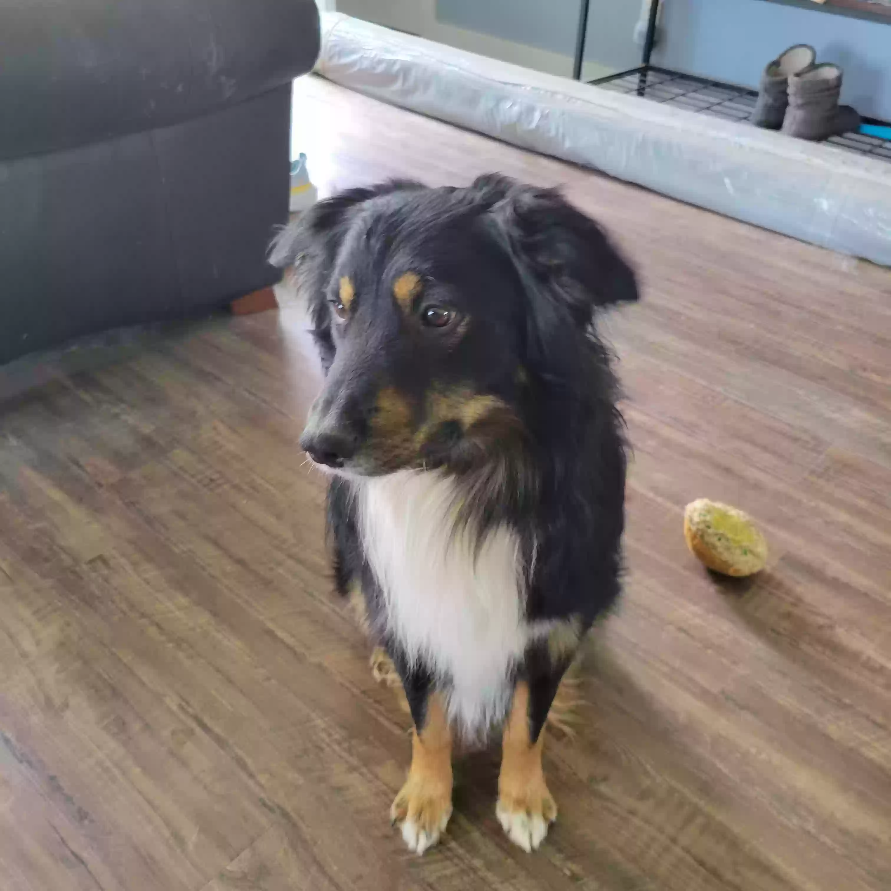 adoptable Dog in Glenwood,IA named Baxter