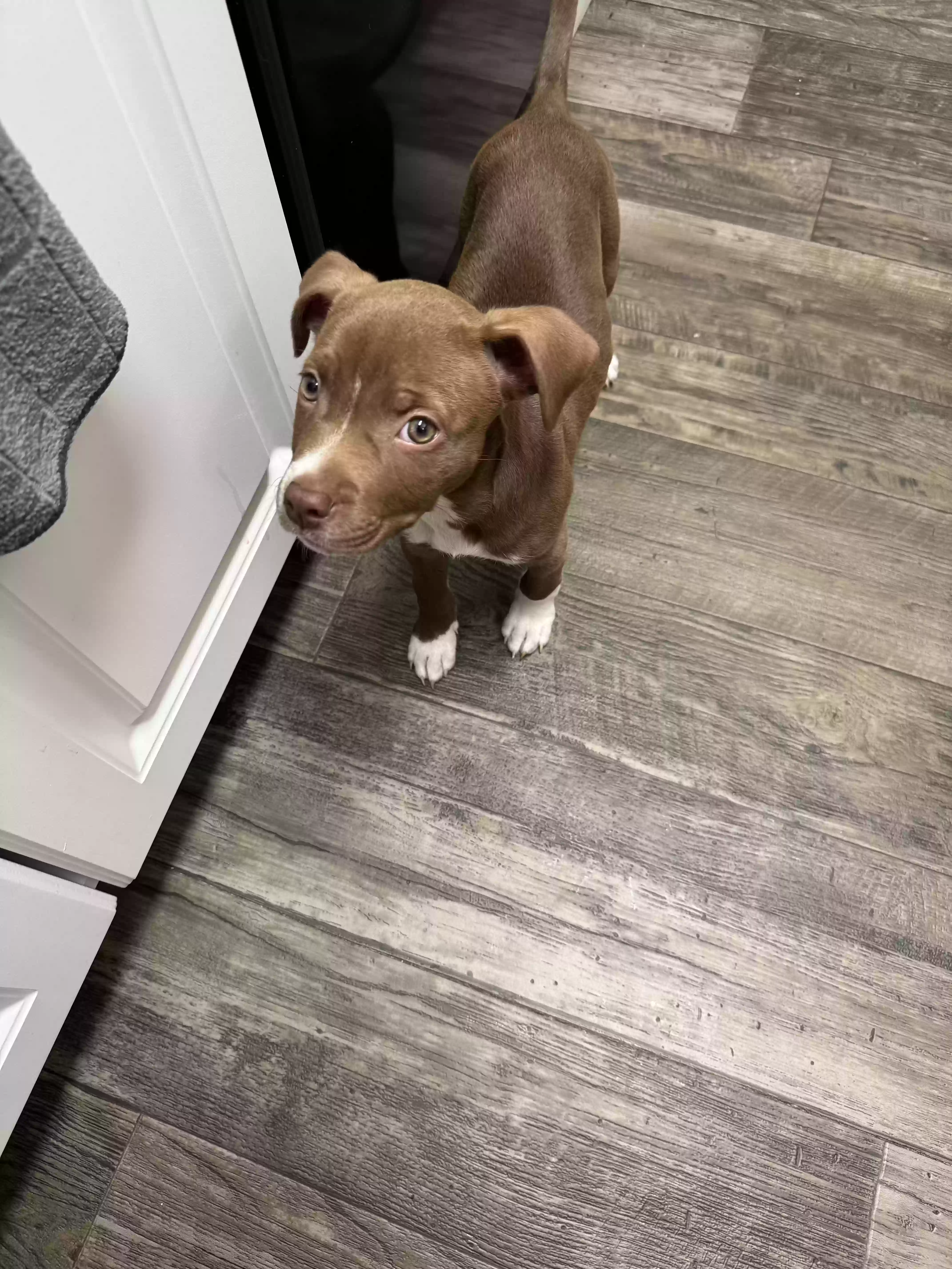 adoptable Dog in Orlando,FL named Zoey