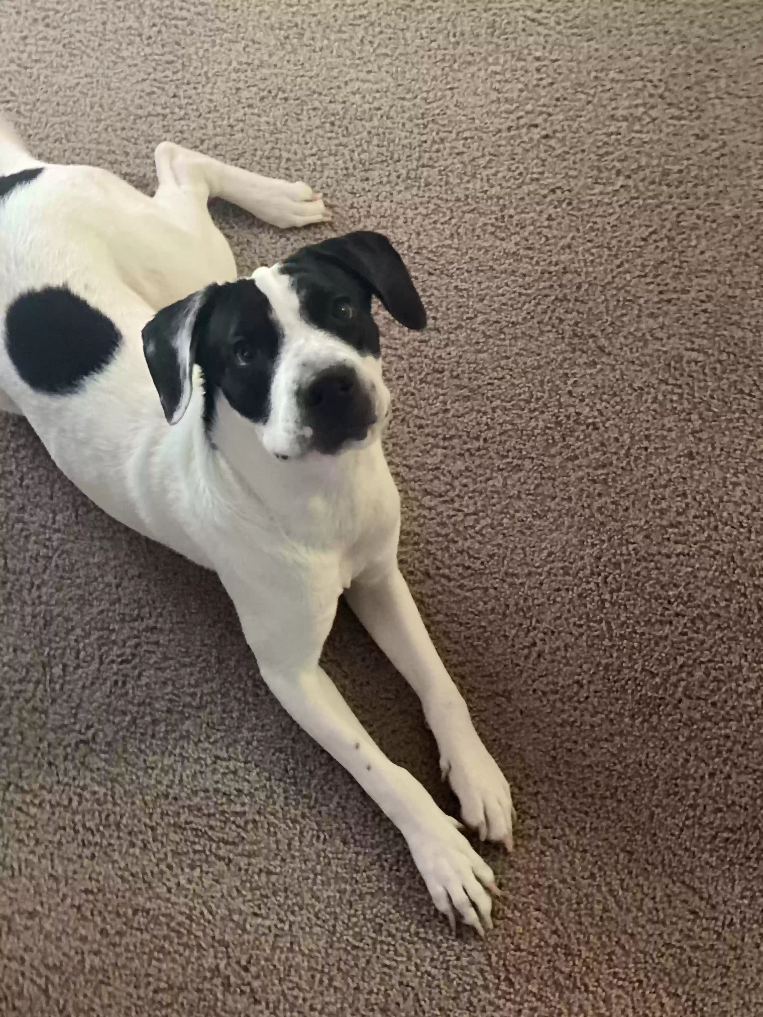 adoptable Dog in Stamford,CT named Splash