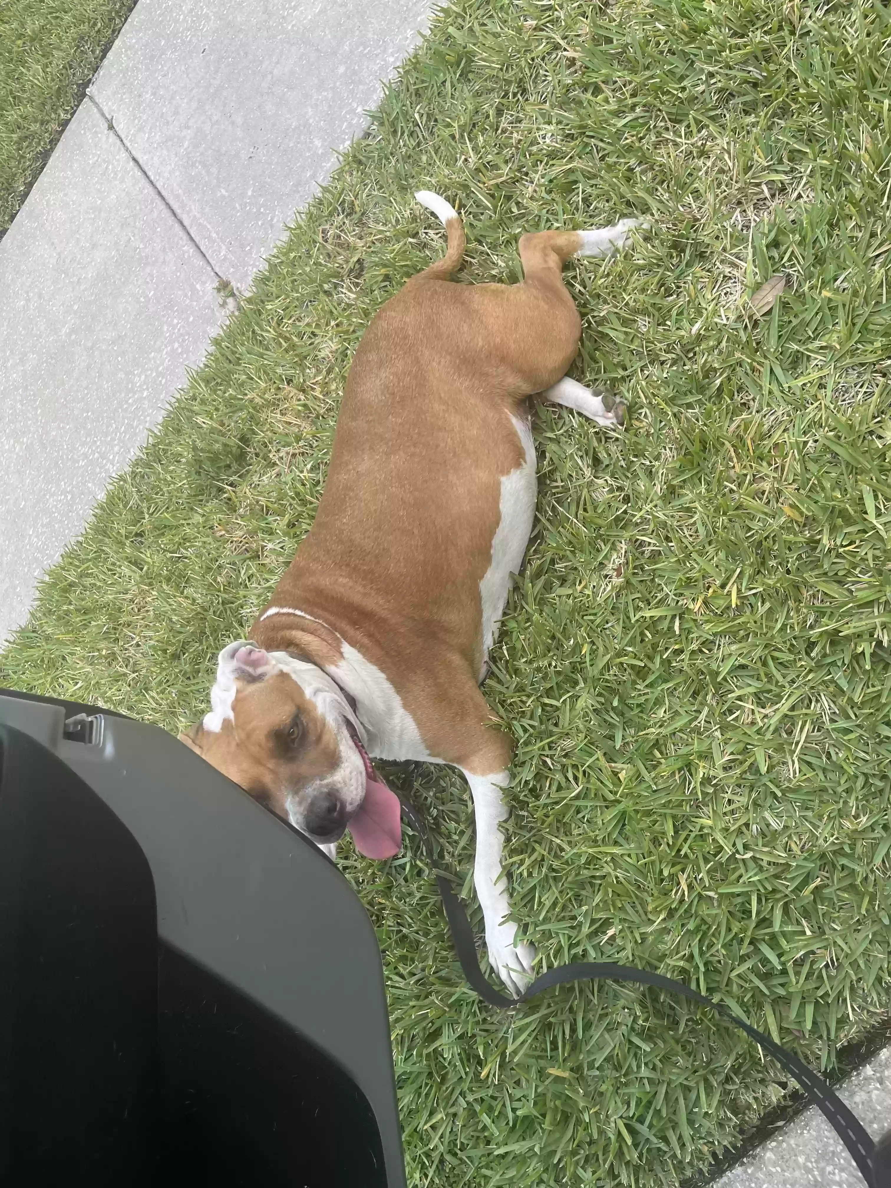 adoptable Dog in Orlando,FL named Bella