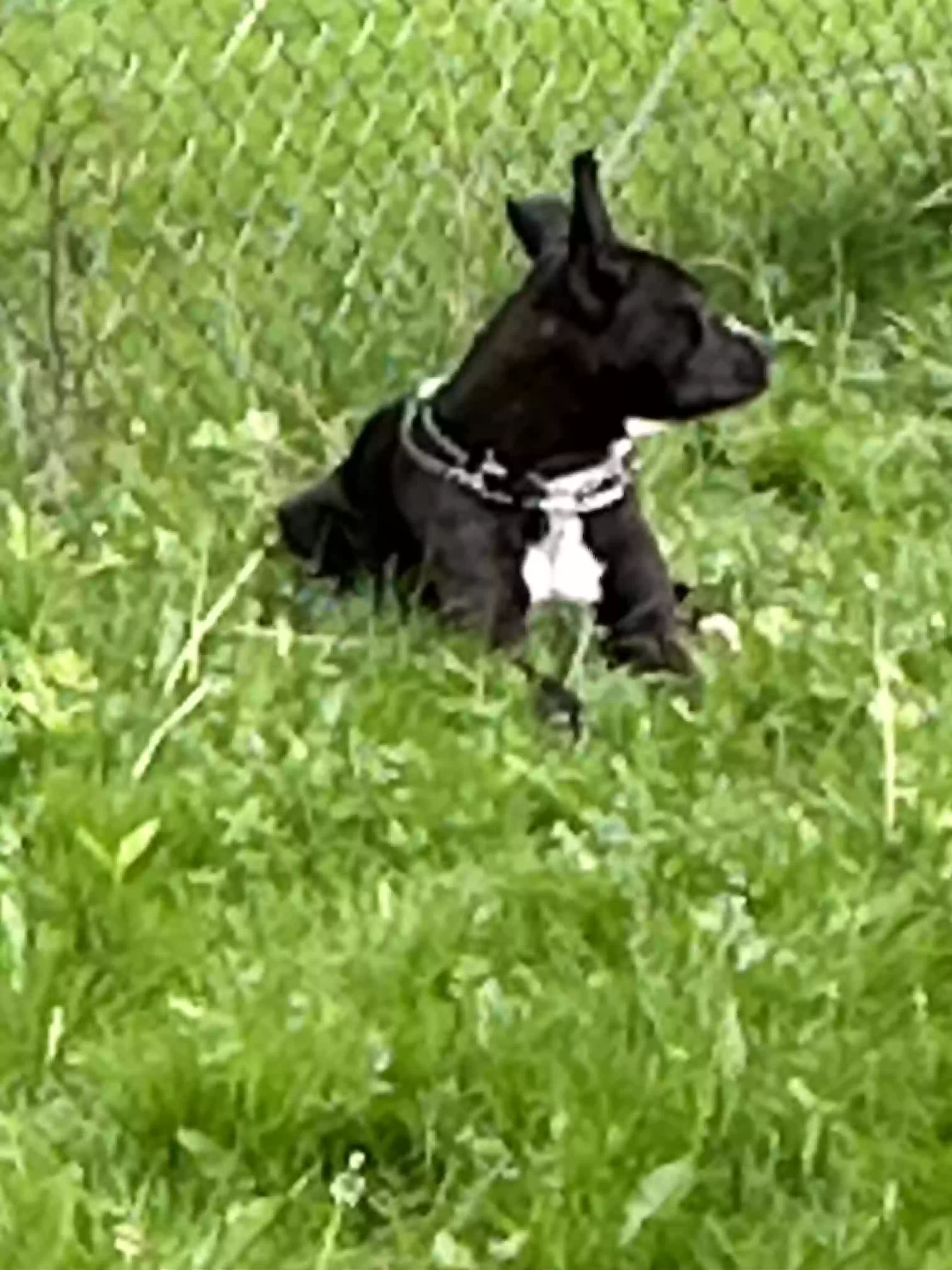 adoptable Dog in Oberlin,OH named Rambo(big dude)