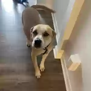 adoptable Dog in Fayetteville, NC named Buzz