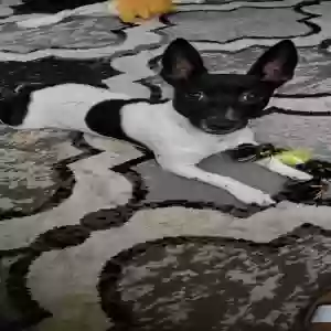adoptable Dog in Port Barre, LA named Oreo