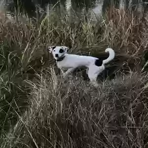 adoptable Dog in Norfolk, VA named Maisie