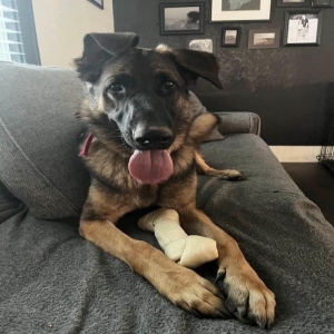 adoptable Dog in Keokuk, IA named Maverick